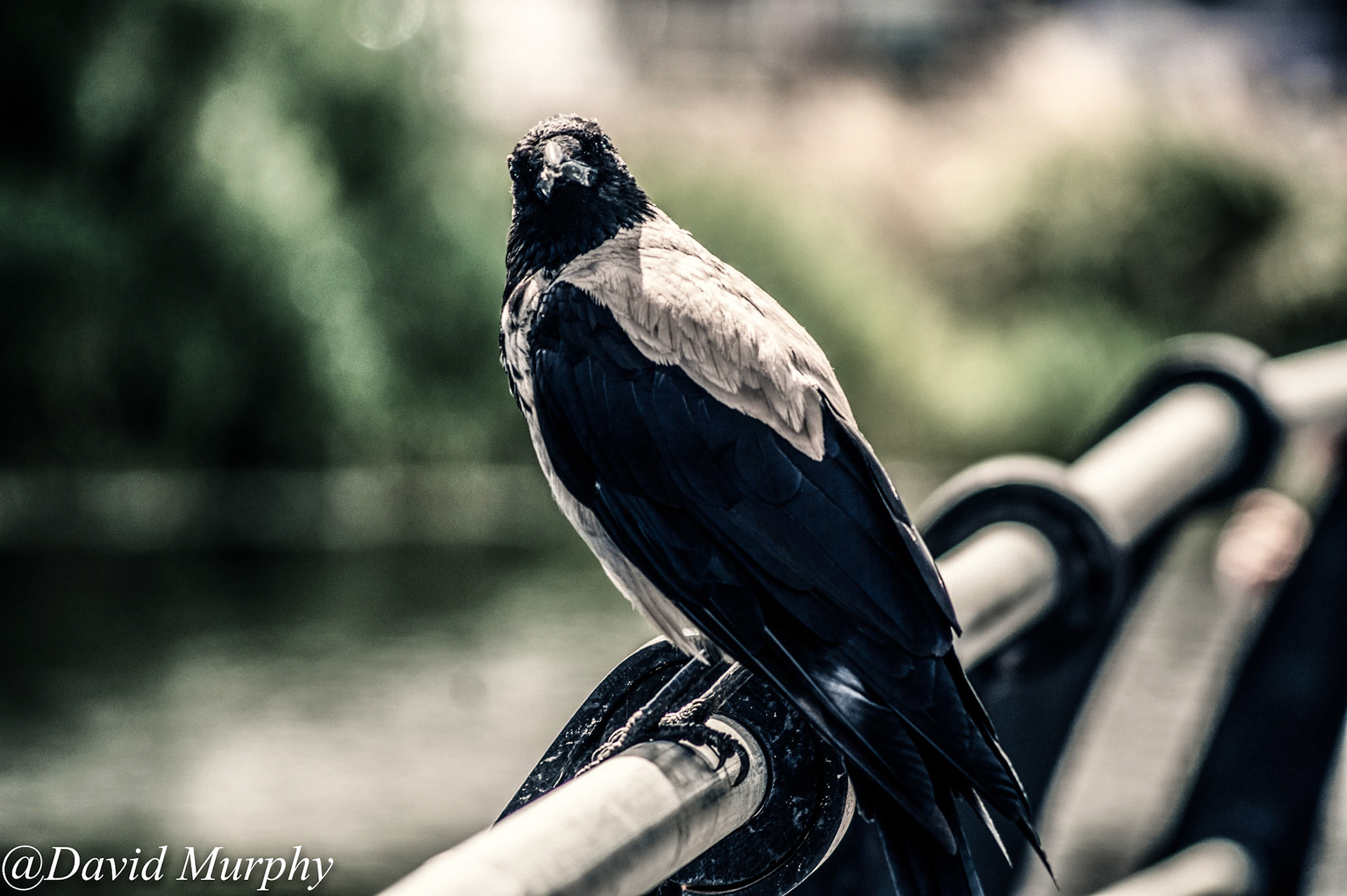 Hooded Crow.