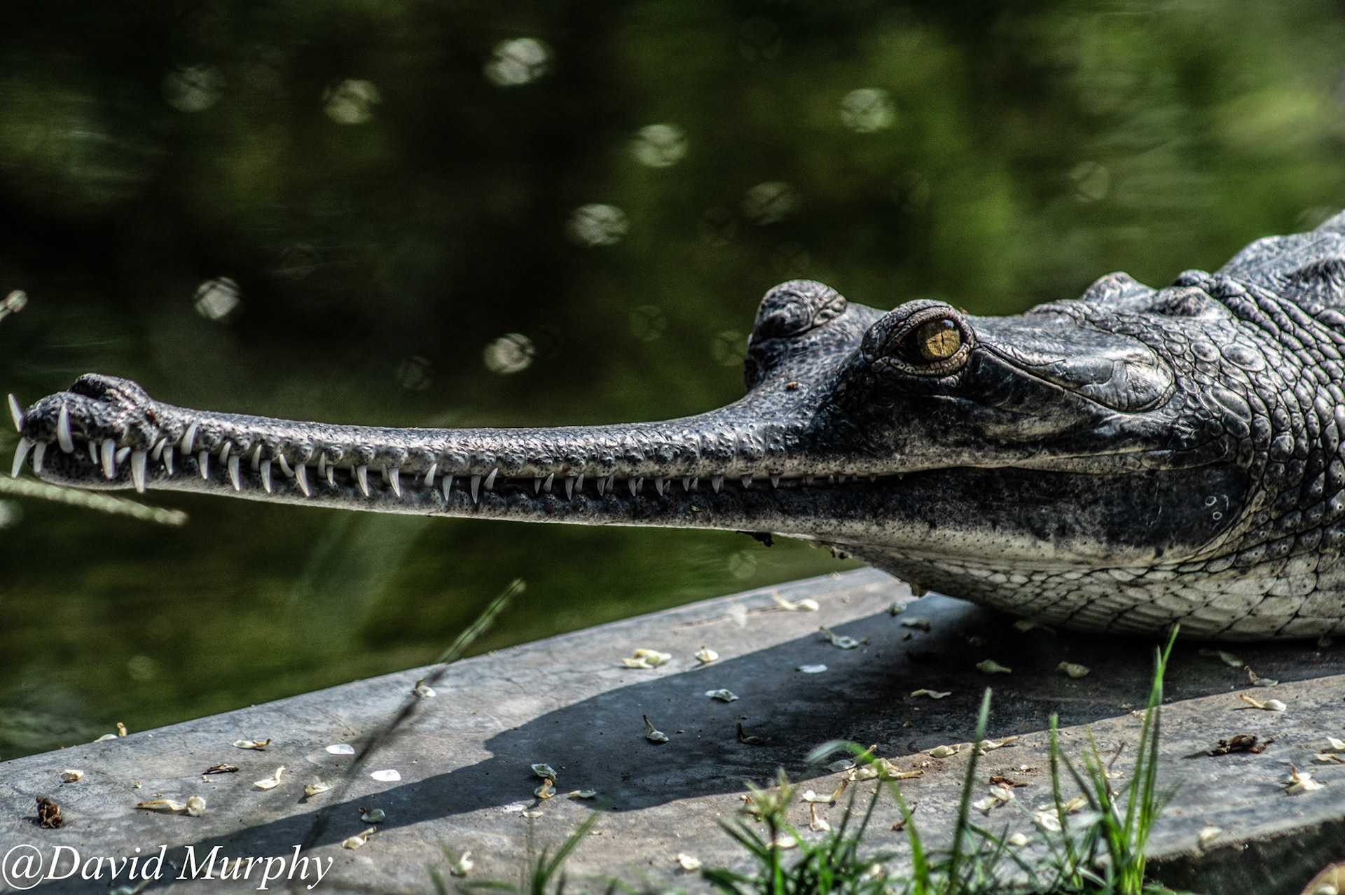 Gharial, Chitwan National Park, Nepal.