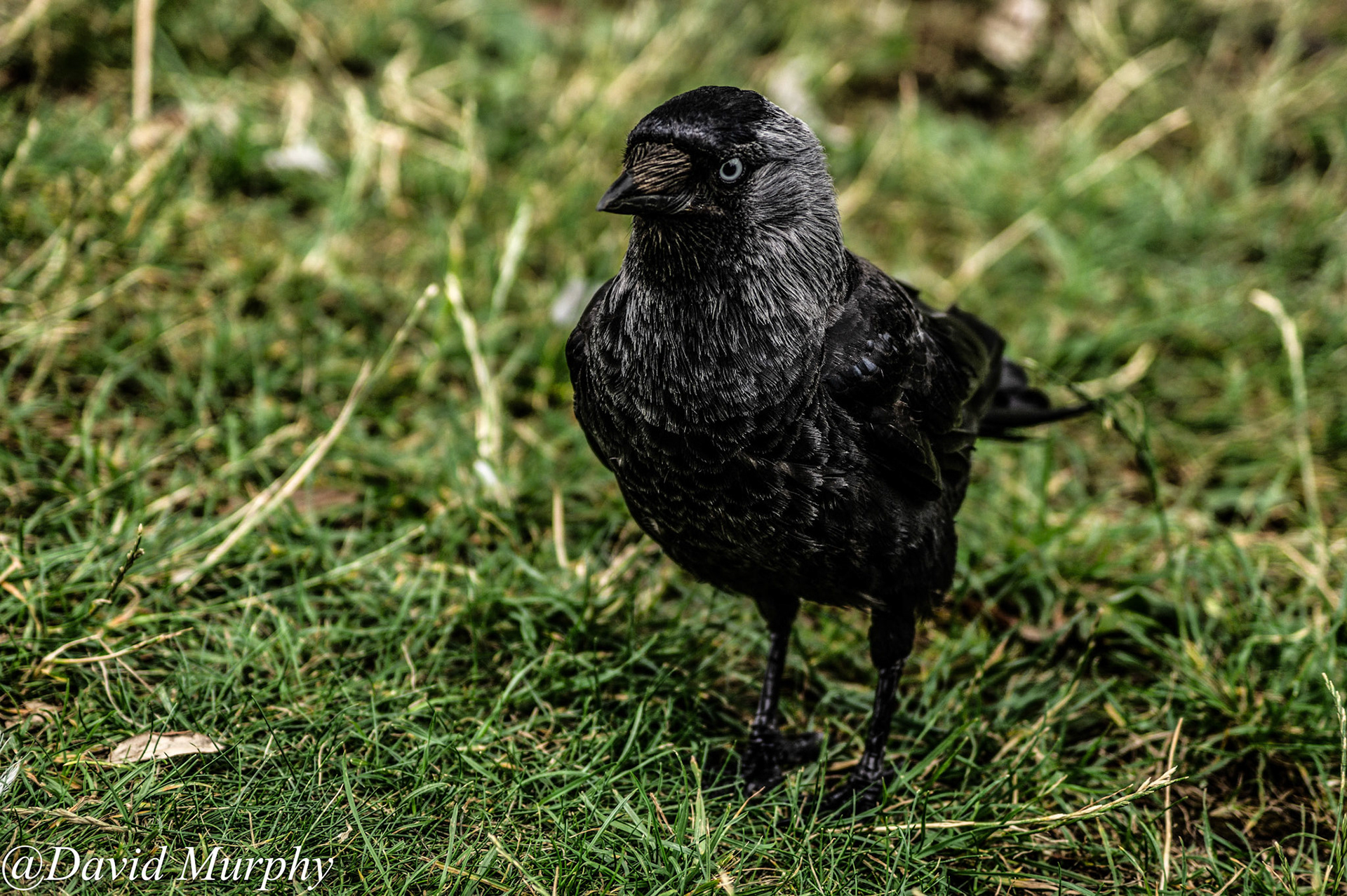 Jackdaw.