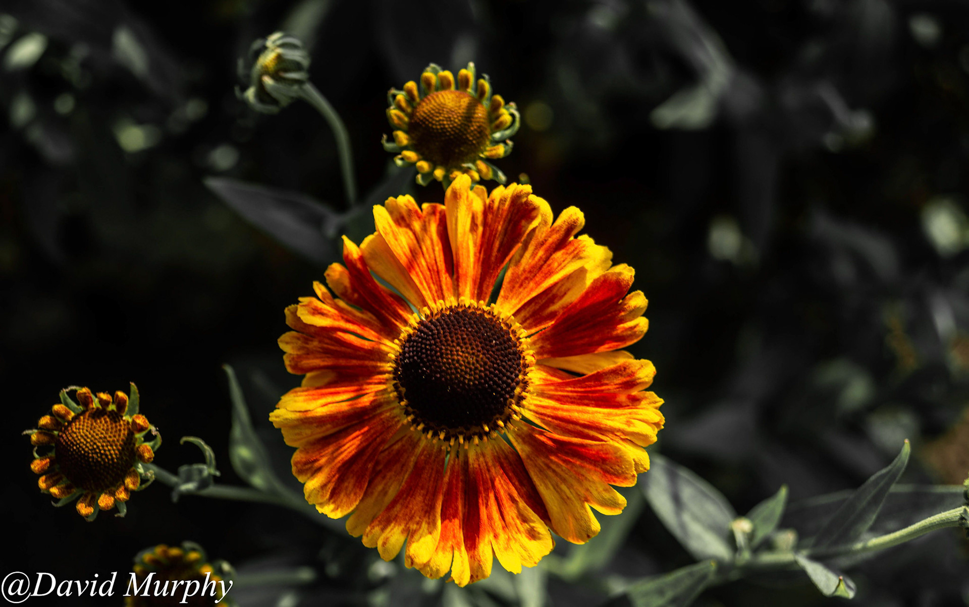 Sunflower.