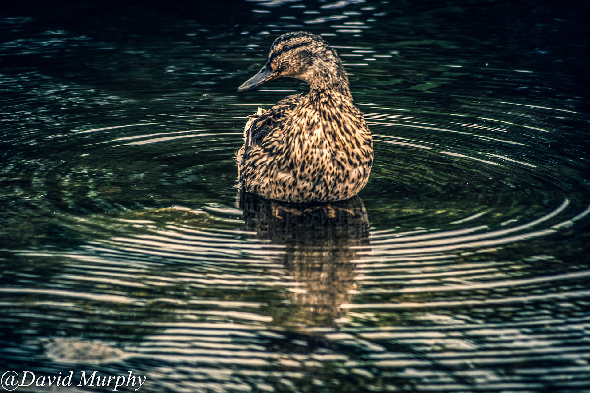 Female Mallard.