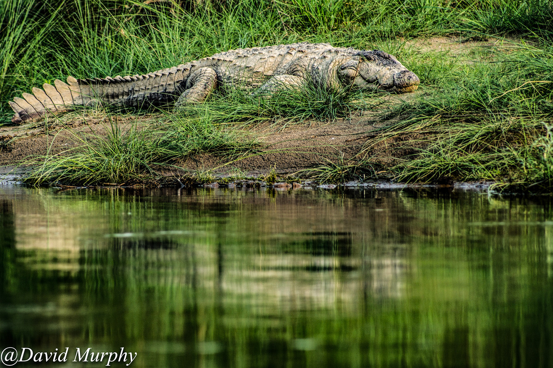 Mugger Crocodile, Chitwan National Park, Nepal.