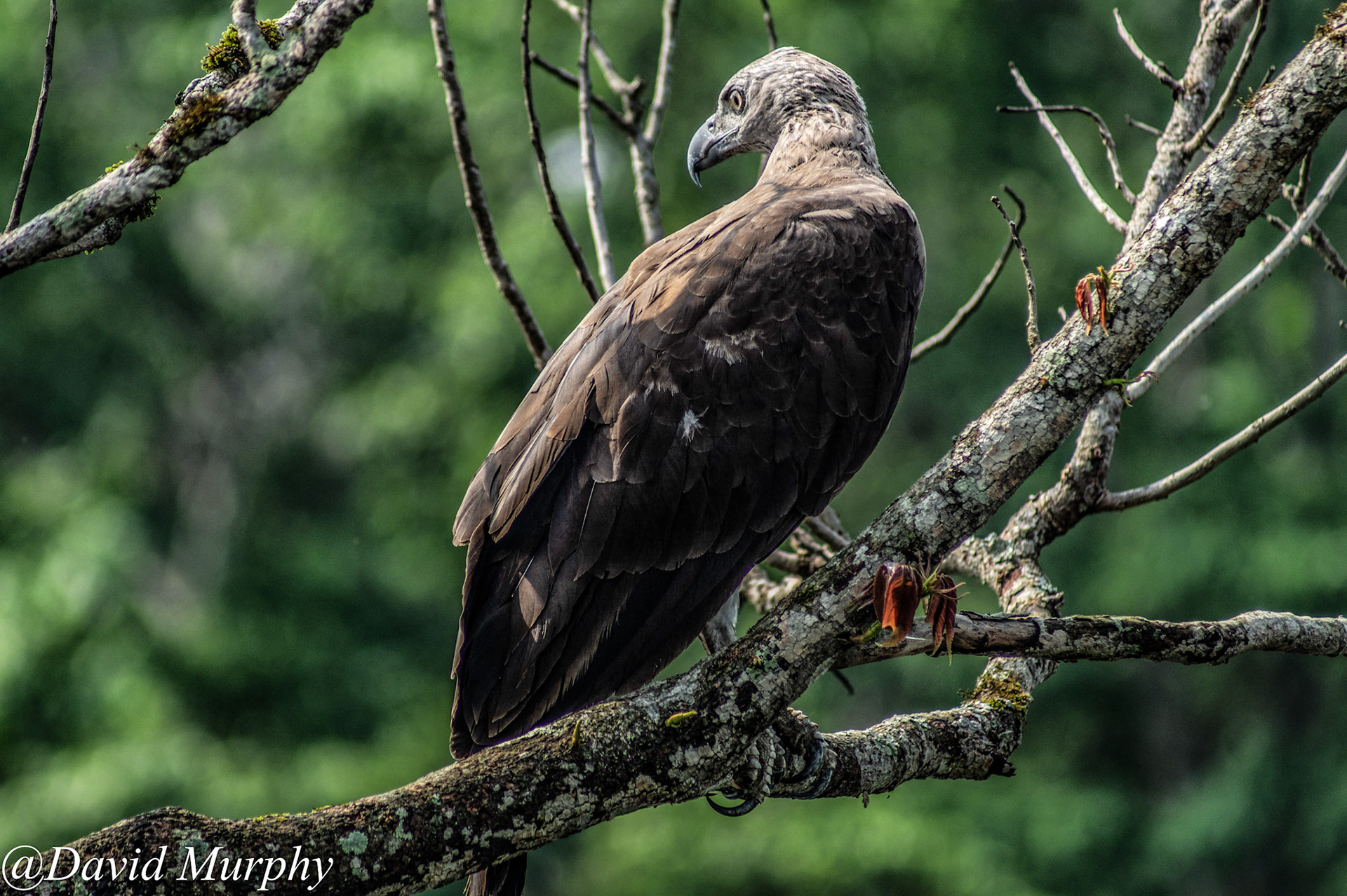 Grey Headed Fish Eagle.