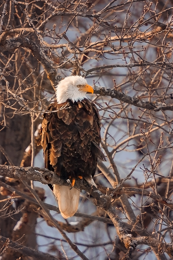 PETER LAKOMY PHOTOGRAPHY Bald EaglesStarved Rock State Park