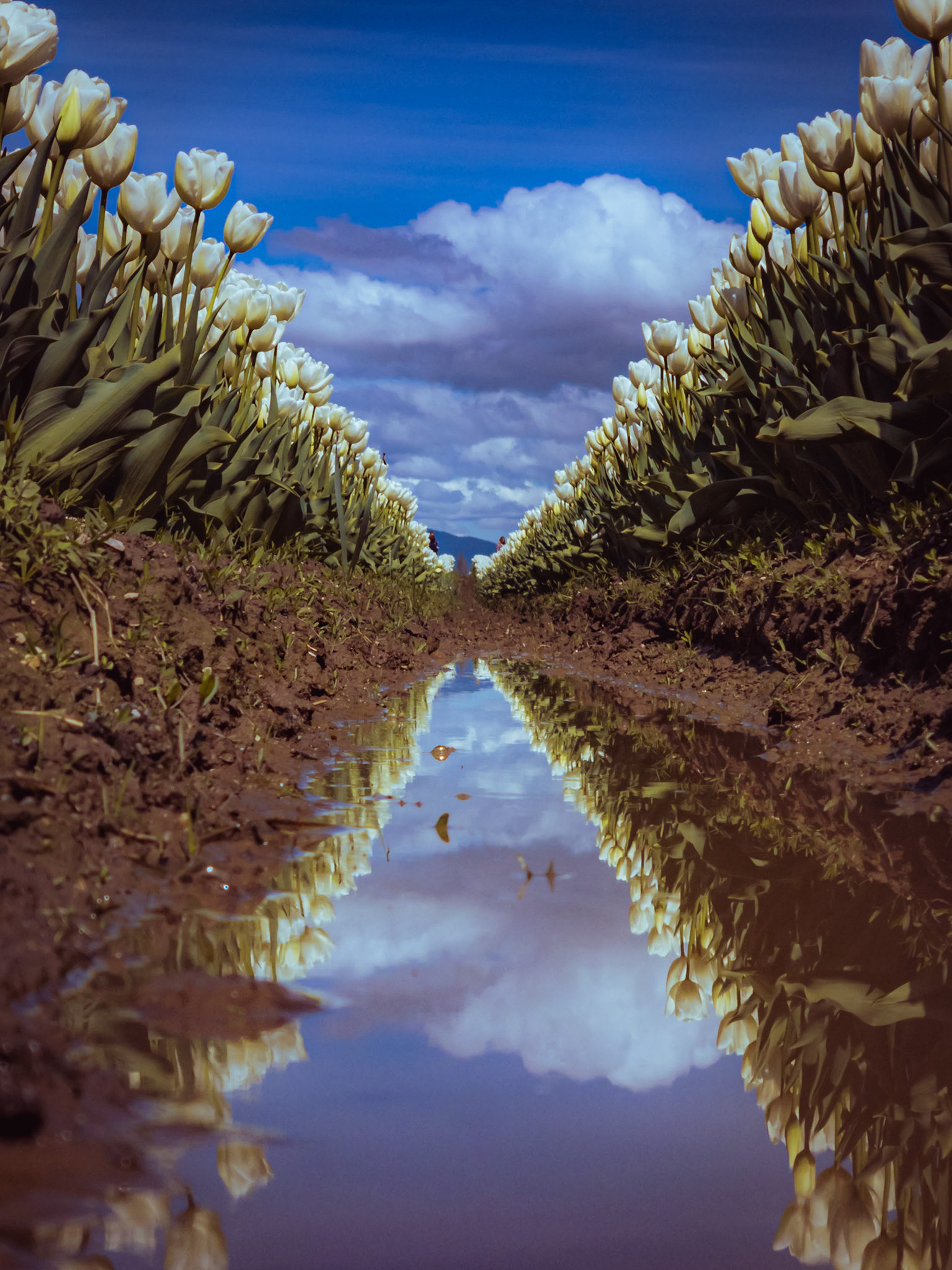 Skagit Valley Tulip Festival, Washington
