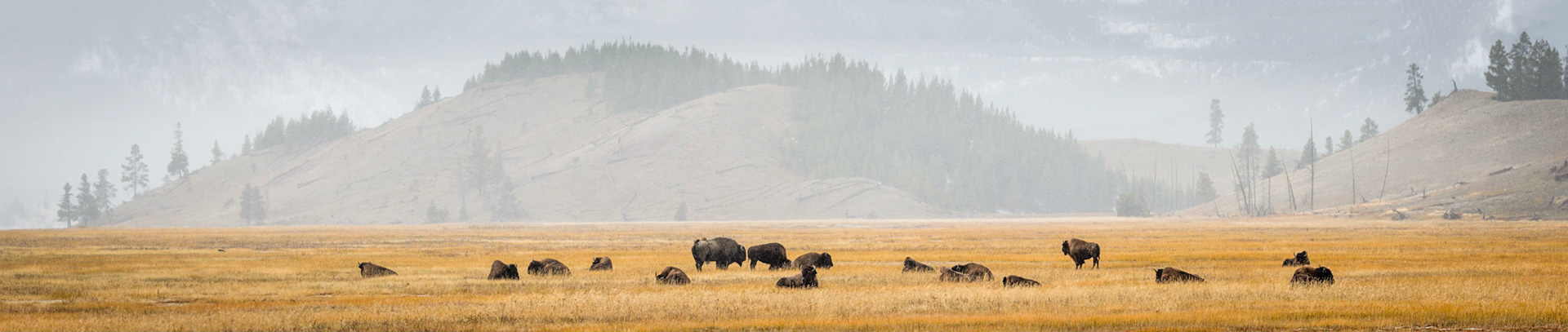 Herds of Bison