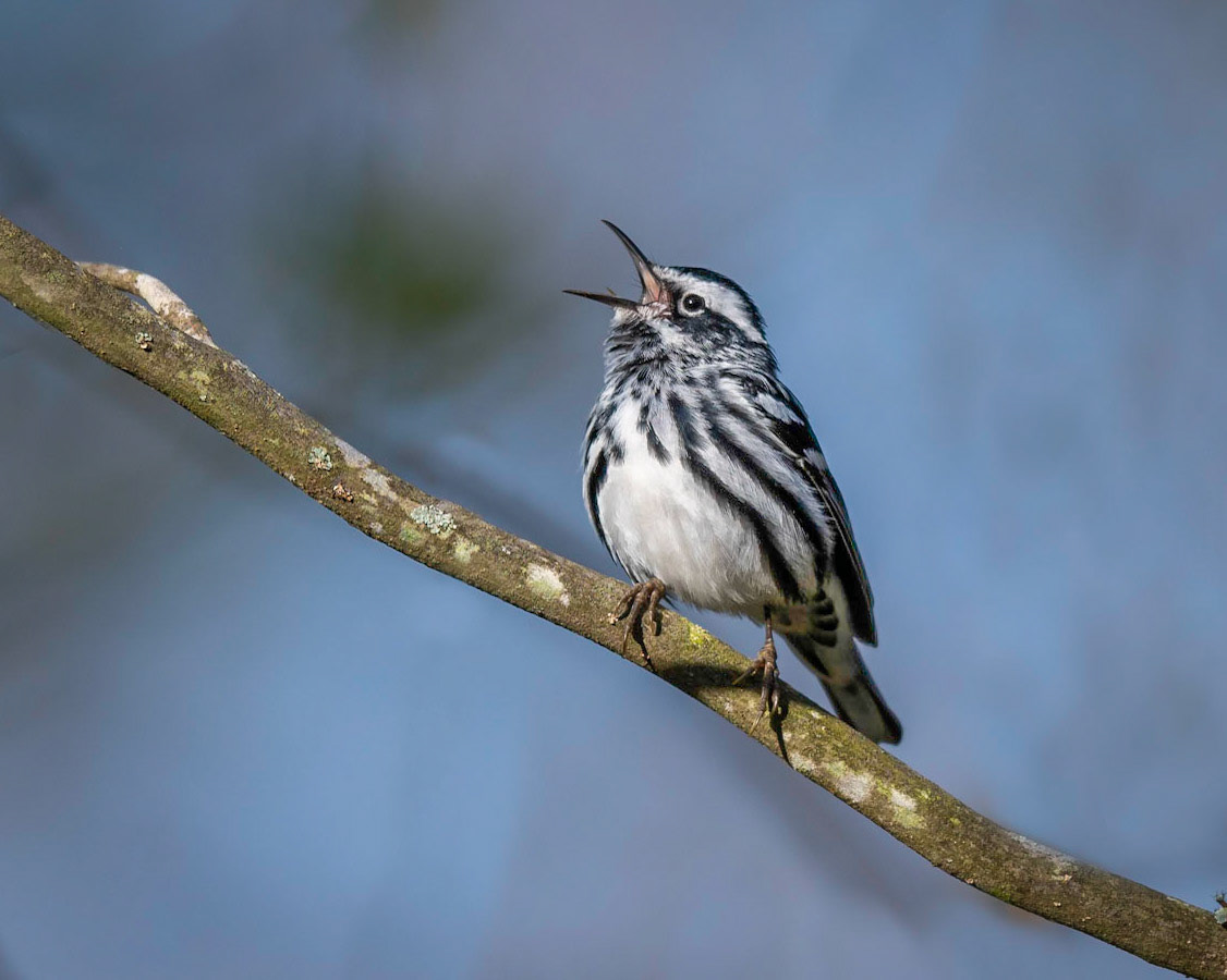 Black and White Warbler