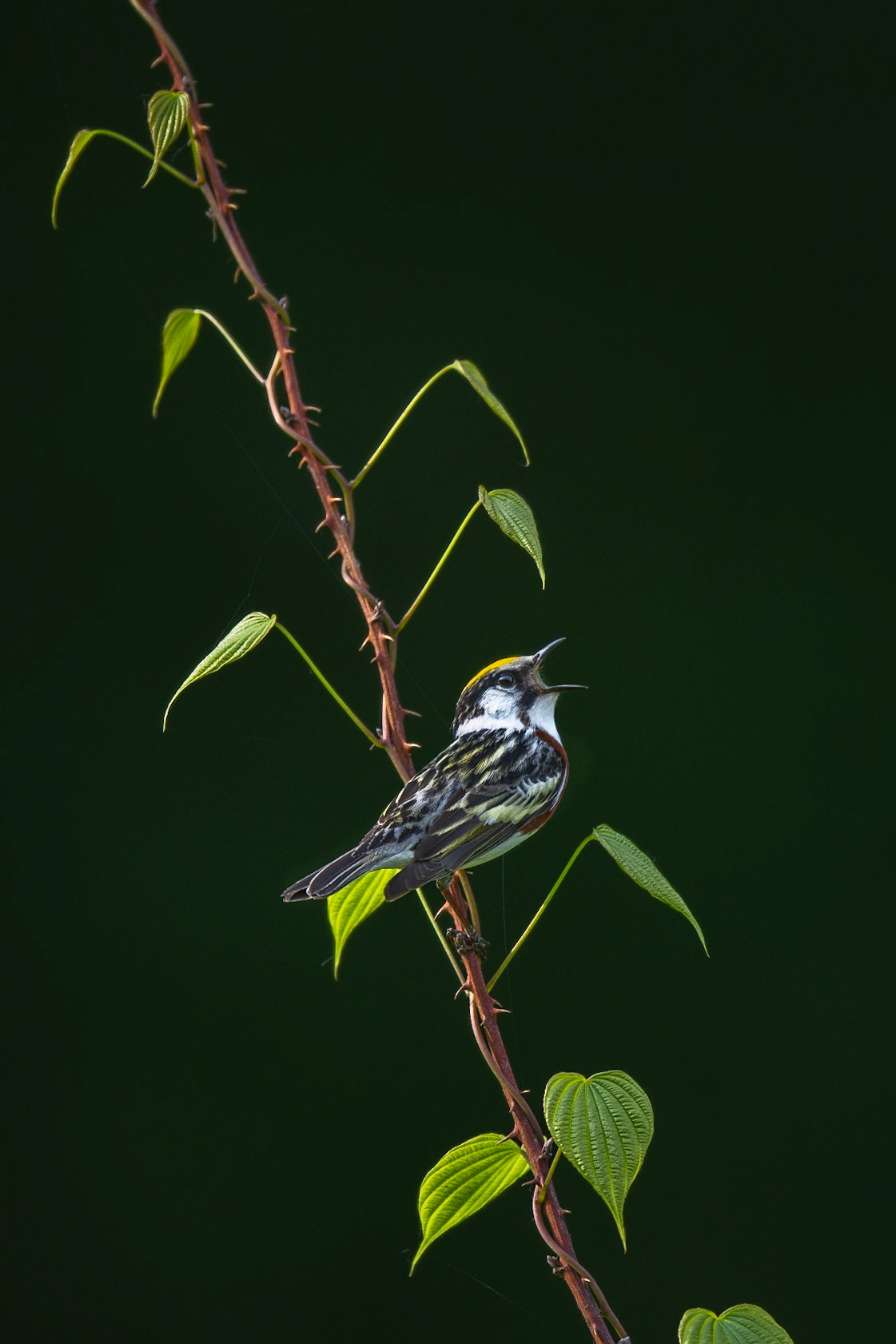 Chestnut-sided Warbler