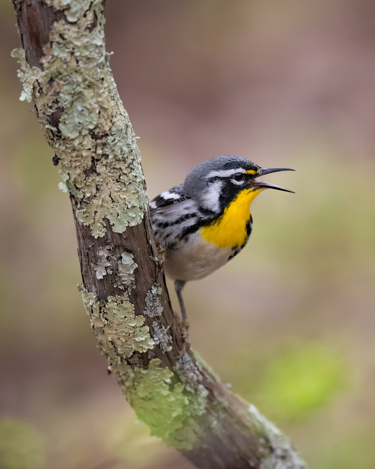 Yellow-throated Warbler
