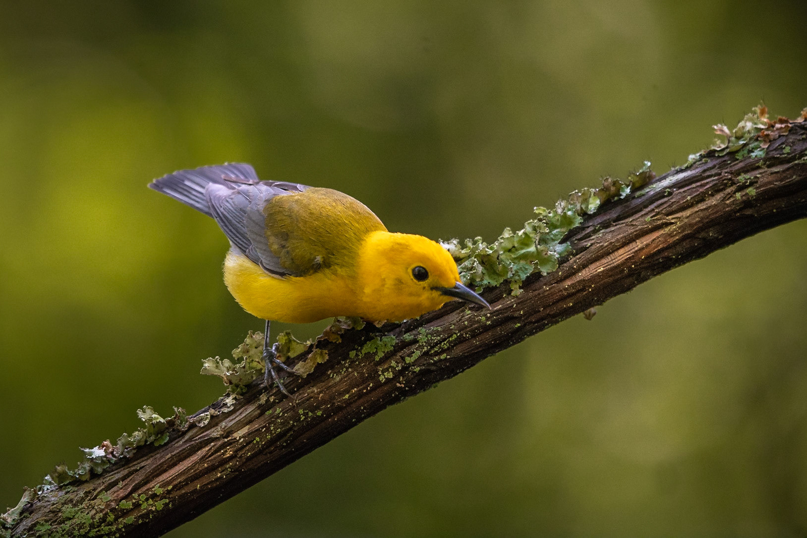 Prothonotary Warbler