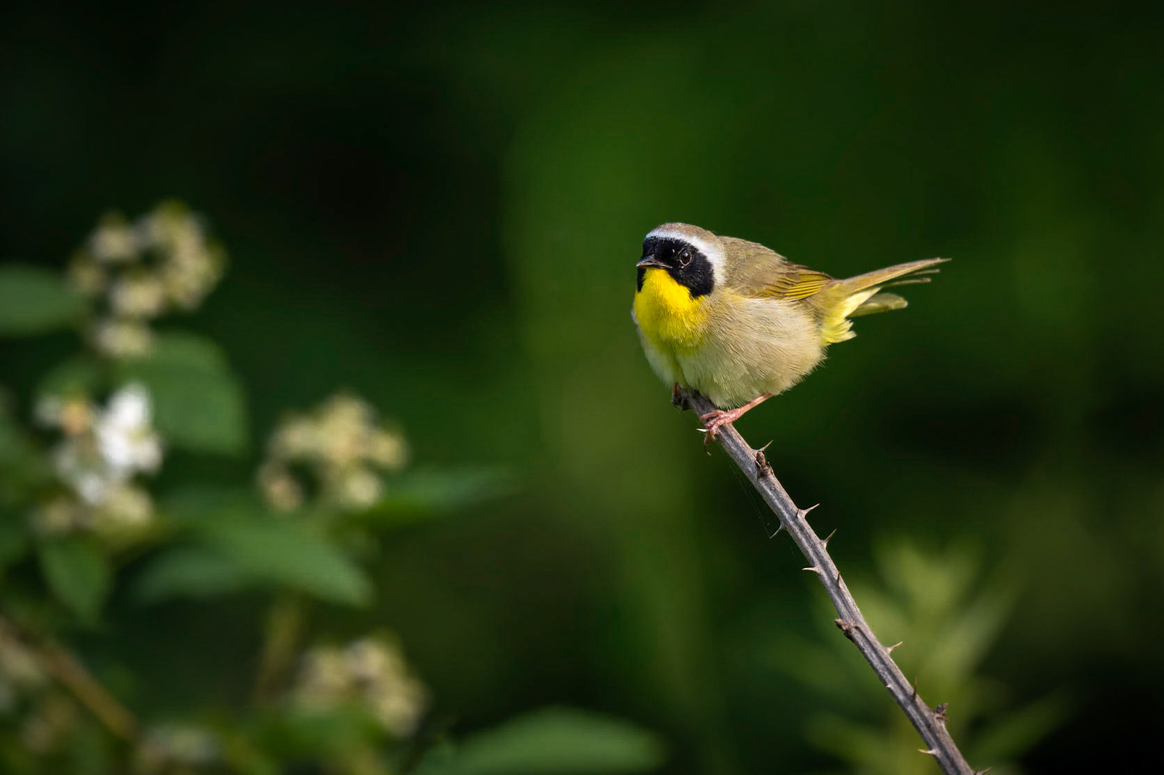 Common Yellowthroat