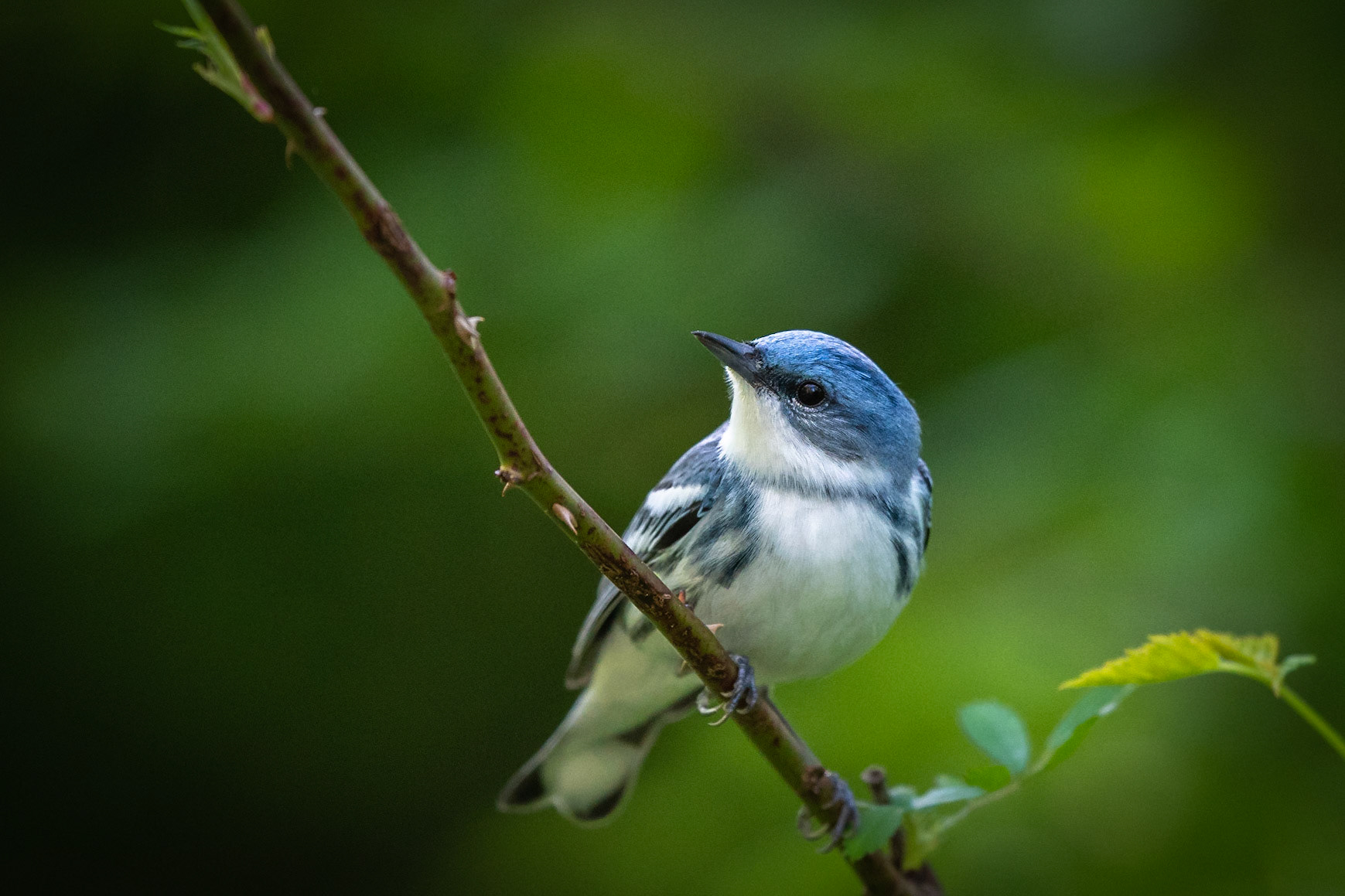 Cerulean Warbler