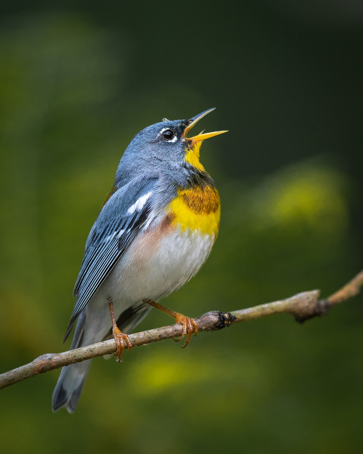 Northern Parula