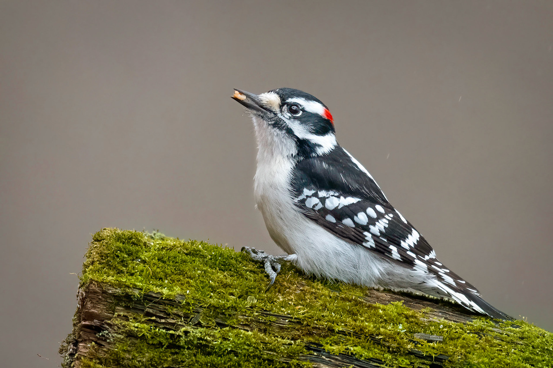 Downy woodpecker