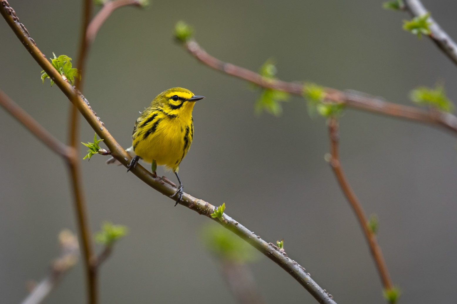 Prairie Warbler