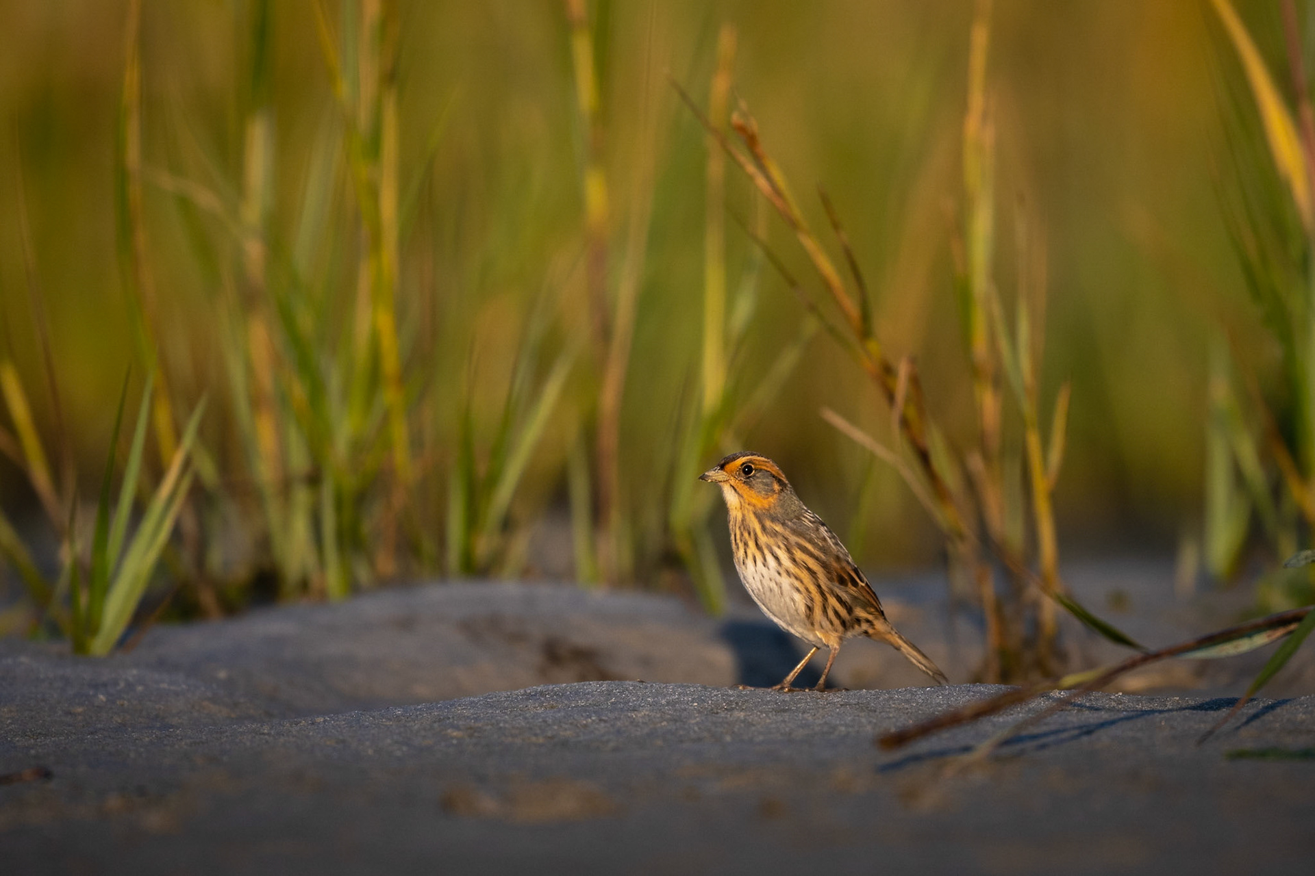 Salt marsh sparrow