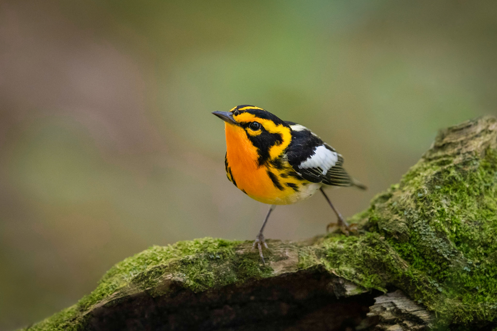 Blackburnian Warbler