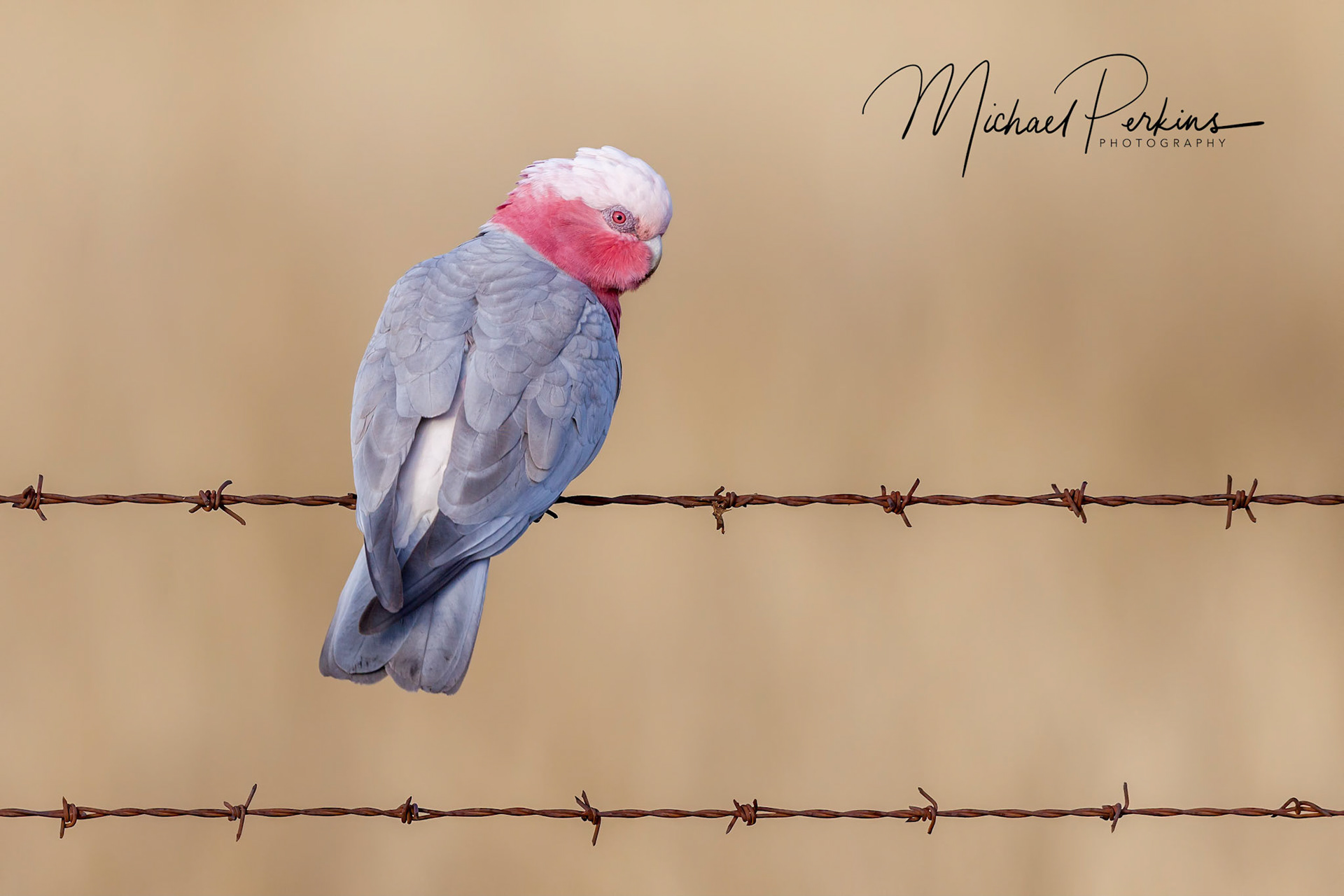Galah