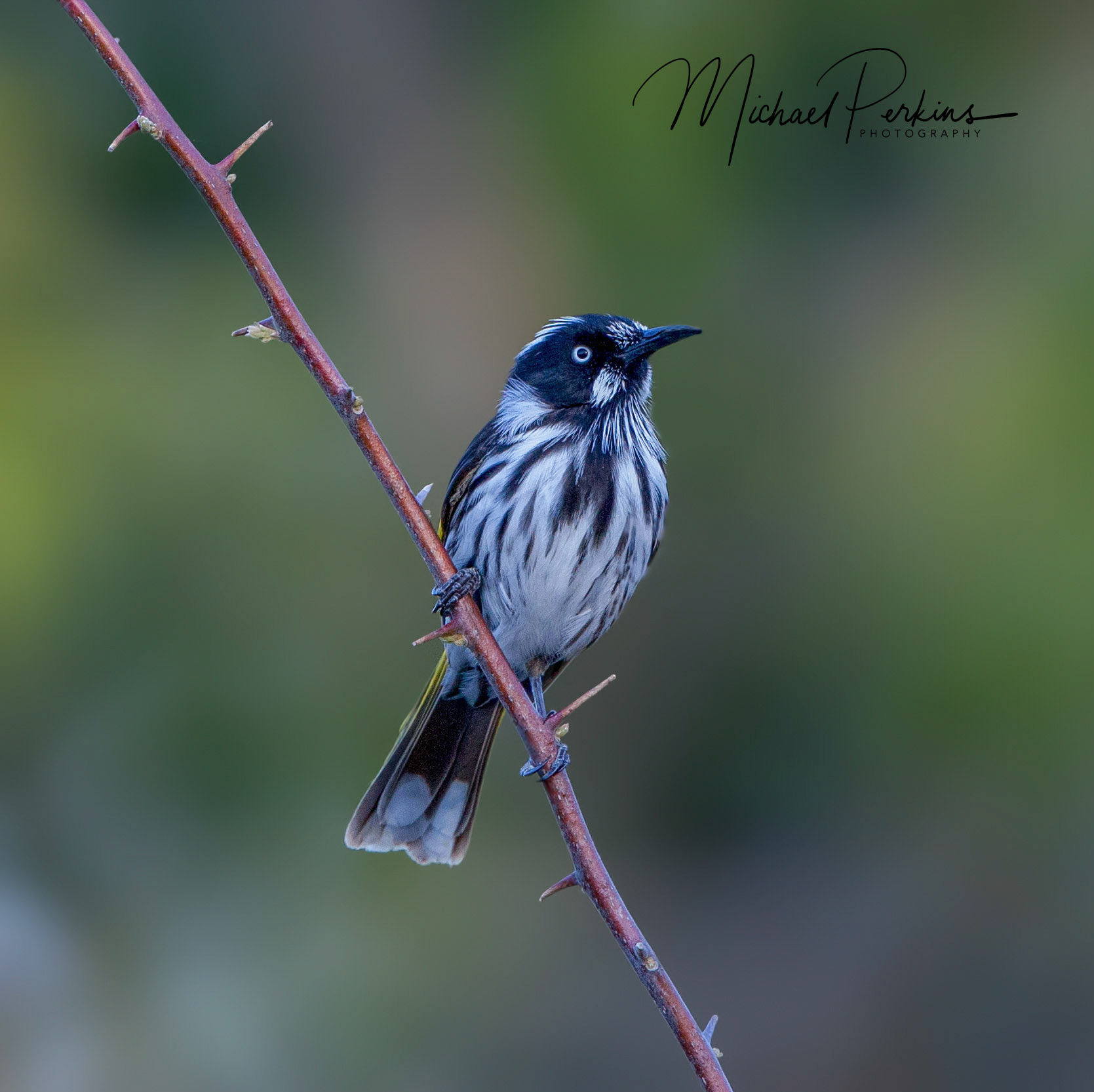 New-holland honeyeater