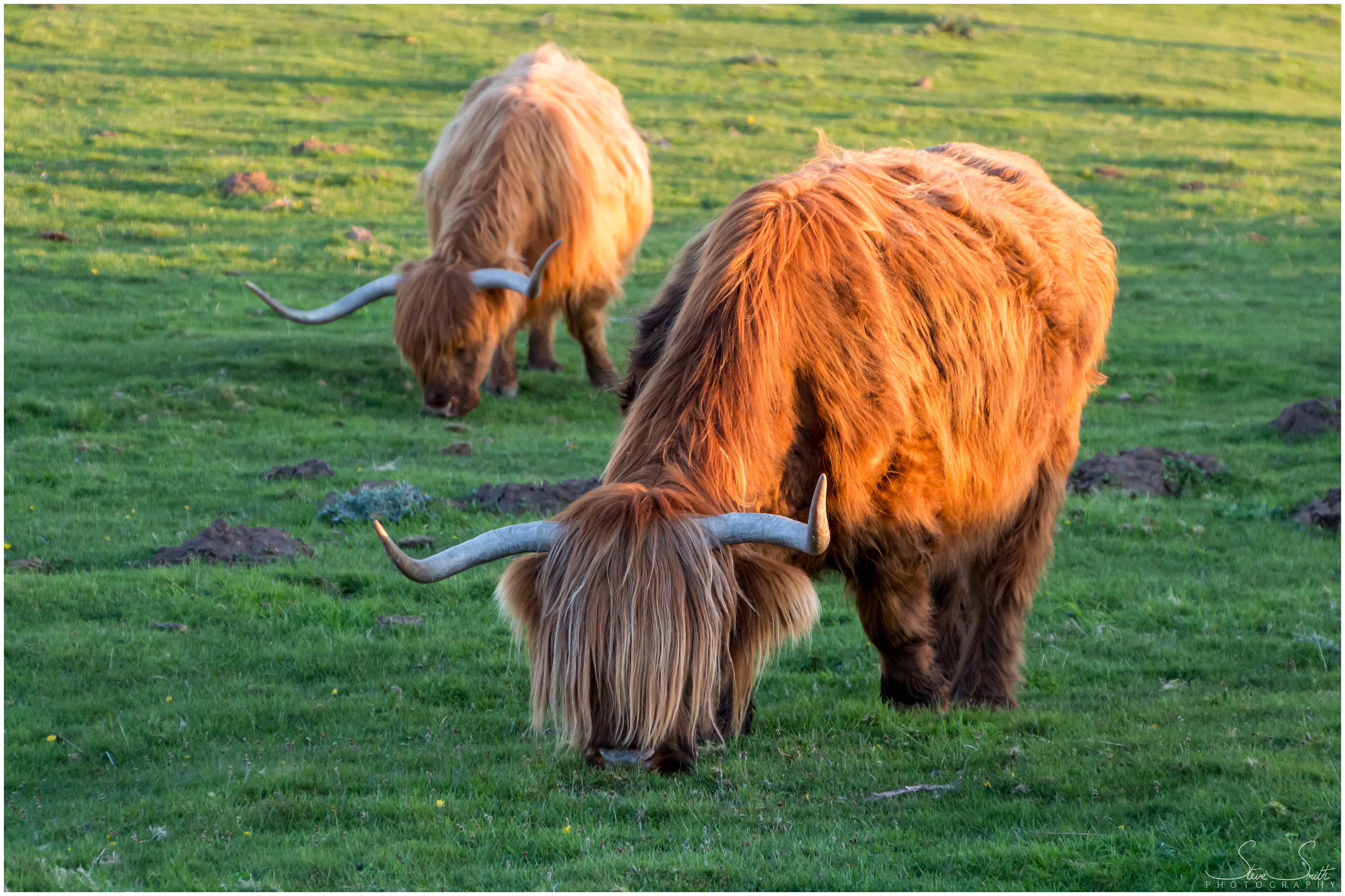 Steve Smith Photography - Baslow Edge Highland cattle