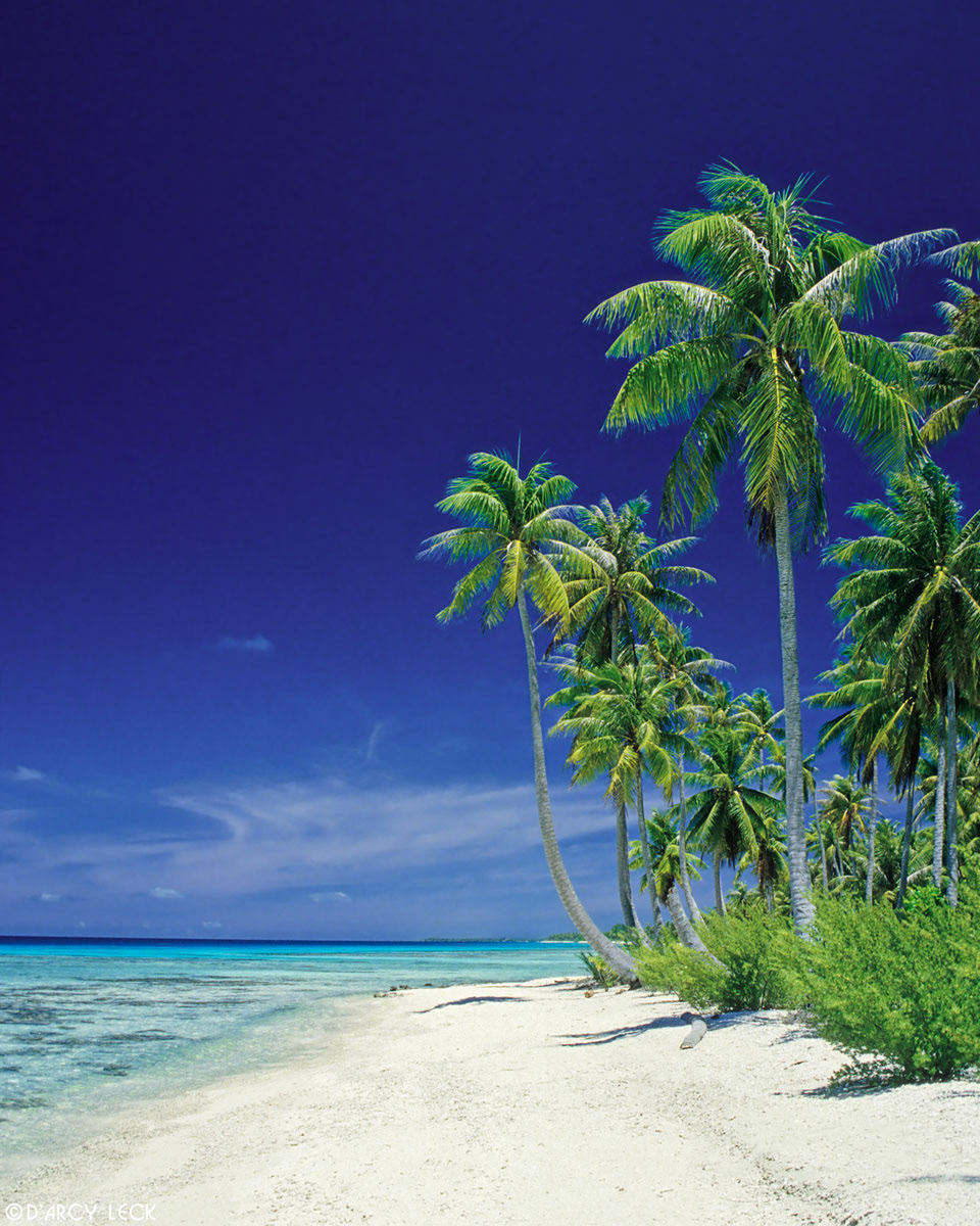 Coconut palm trees along beach and lagoon, Rangiroa, French Polynesia