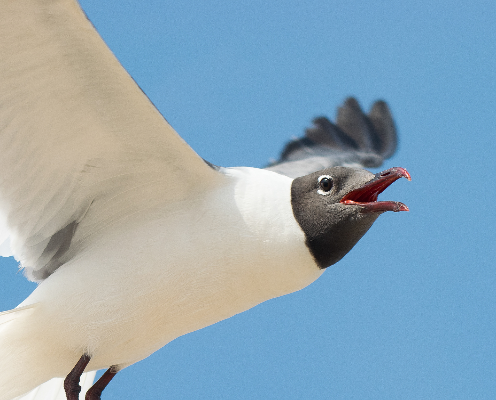 Laughing Gull