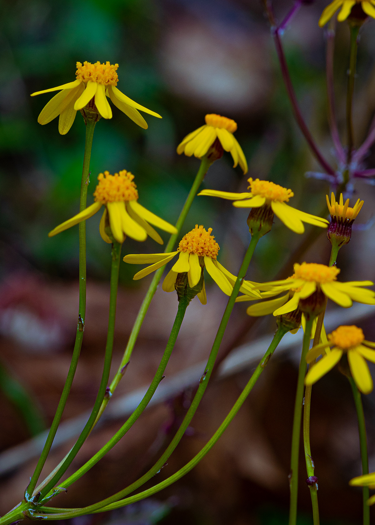 Ragwort (Jacobaea vulgaris)