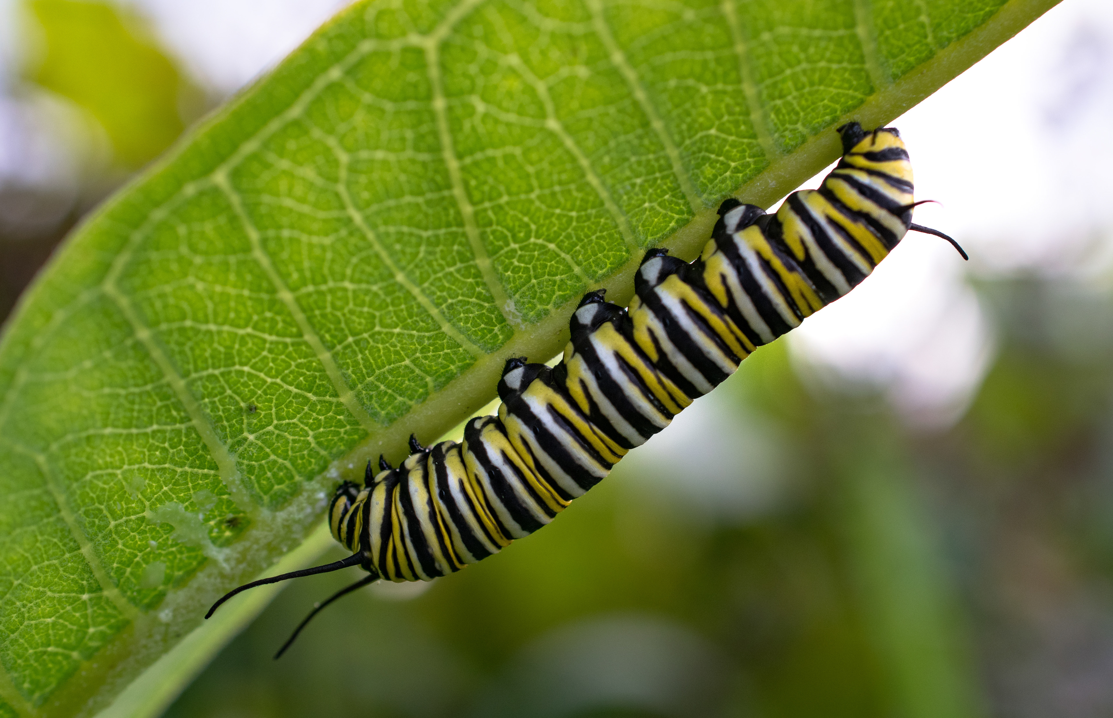 Monarch Cat