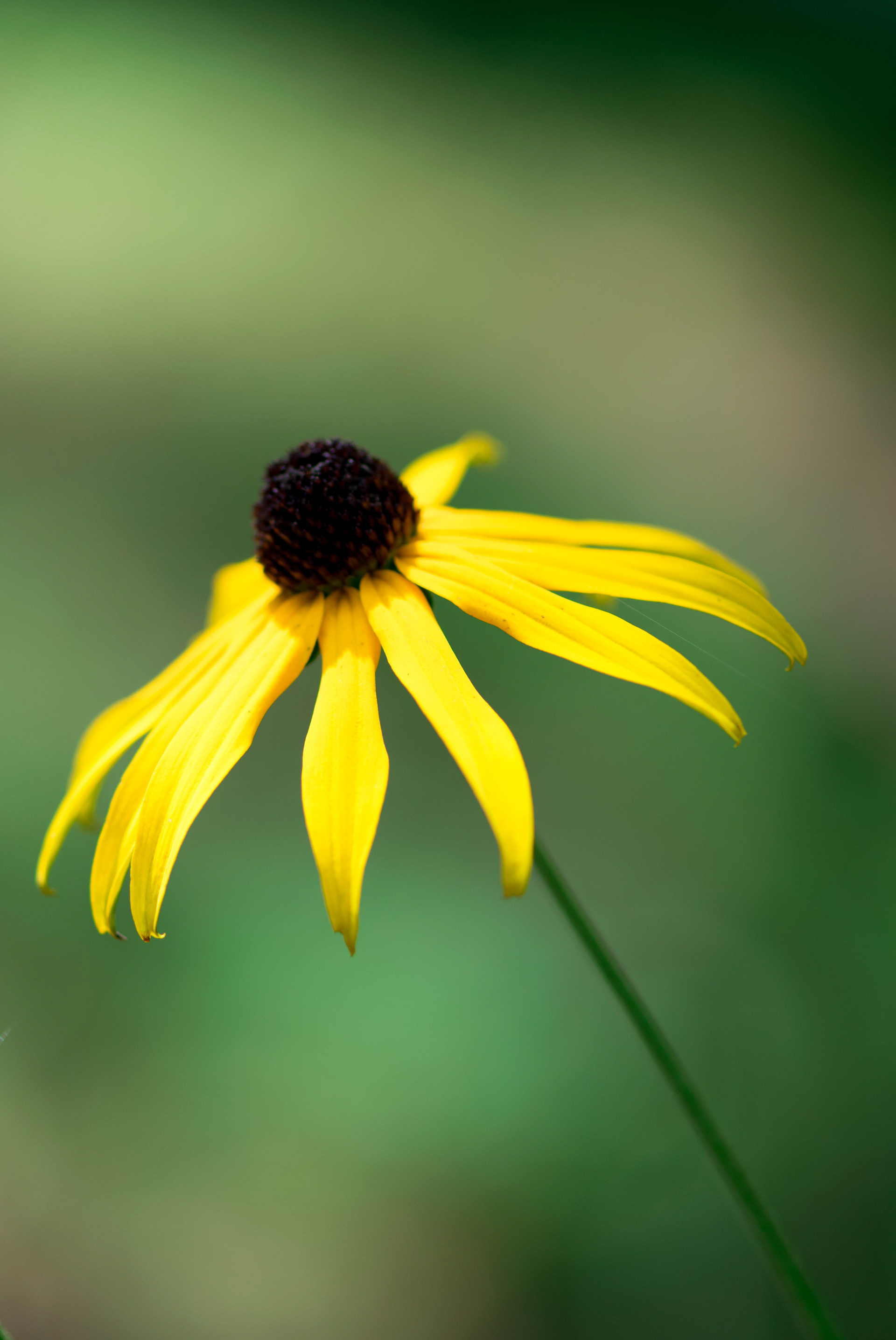 Rudbeckia