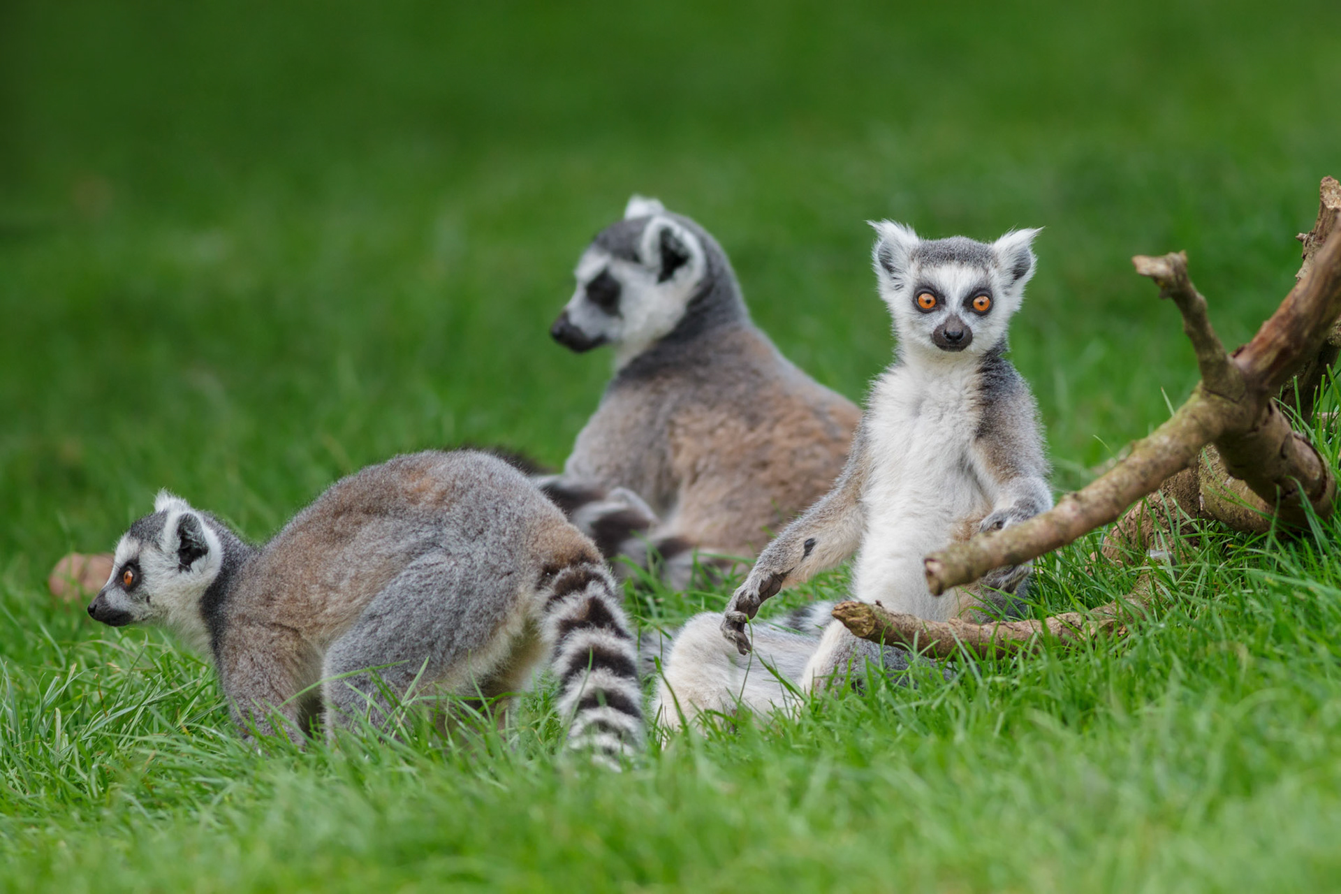 Ring Tailed Lemurs