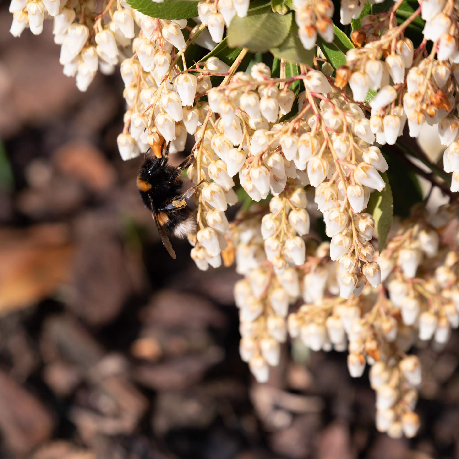 Biene bei der Arbeit