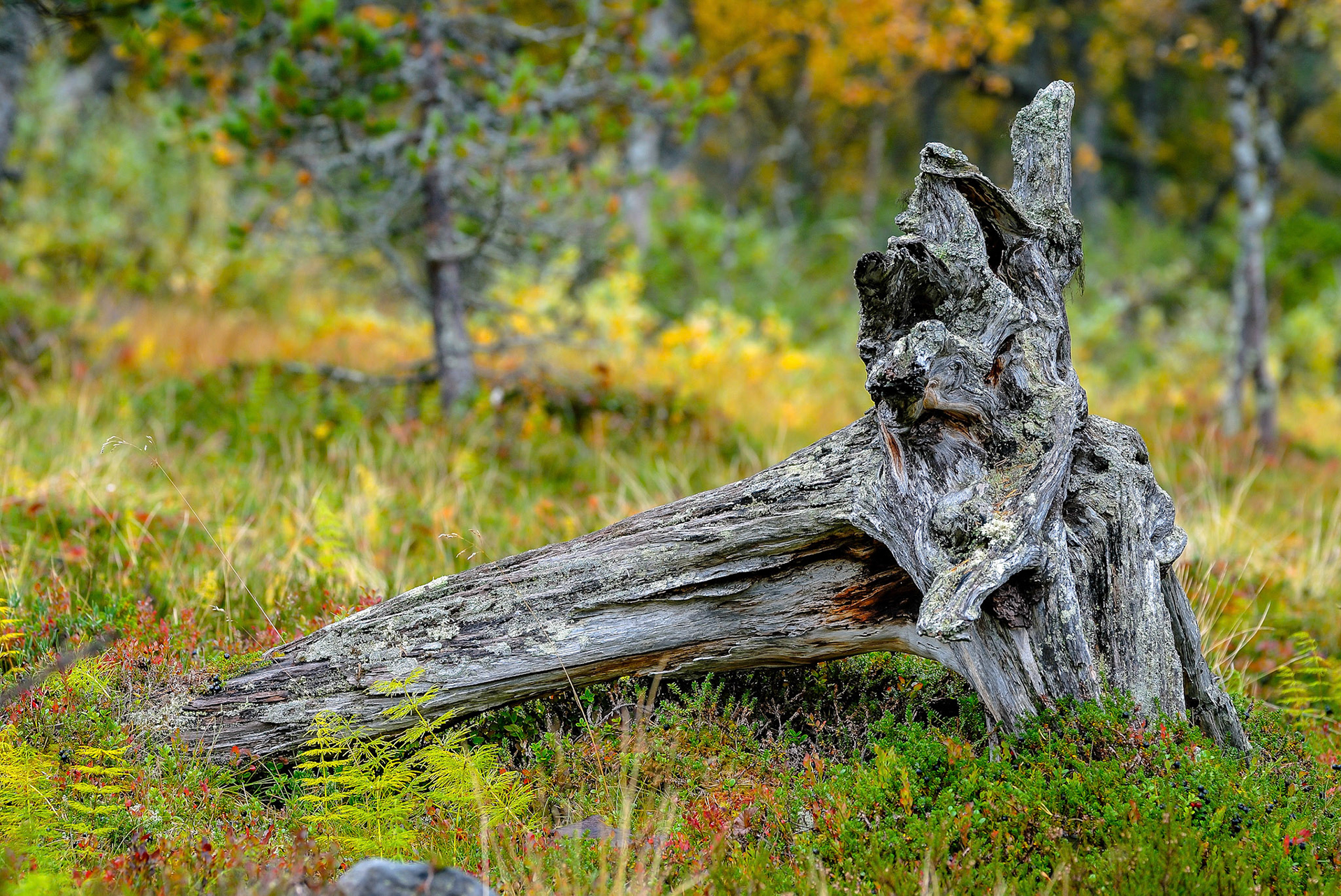 Utanför tältet i Grövelsjön