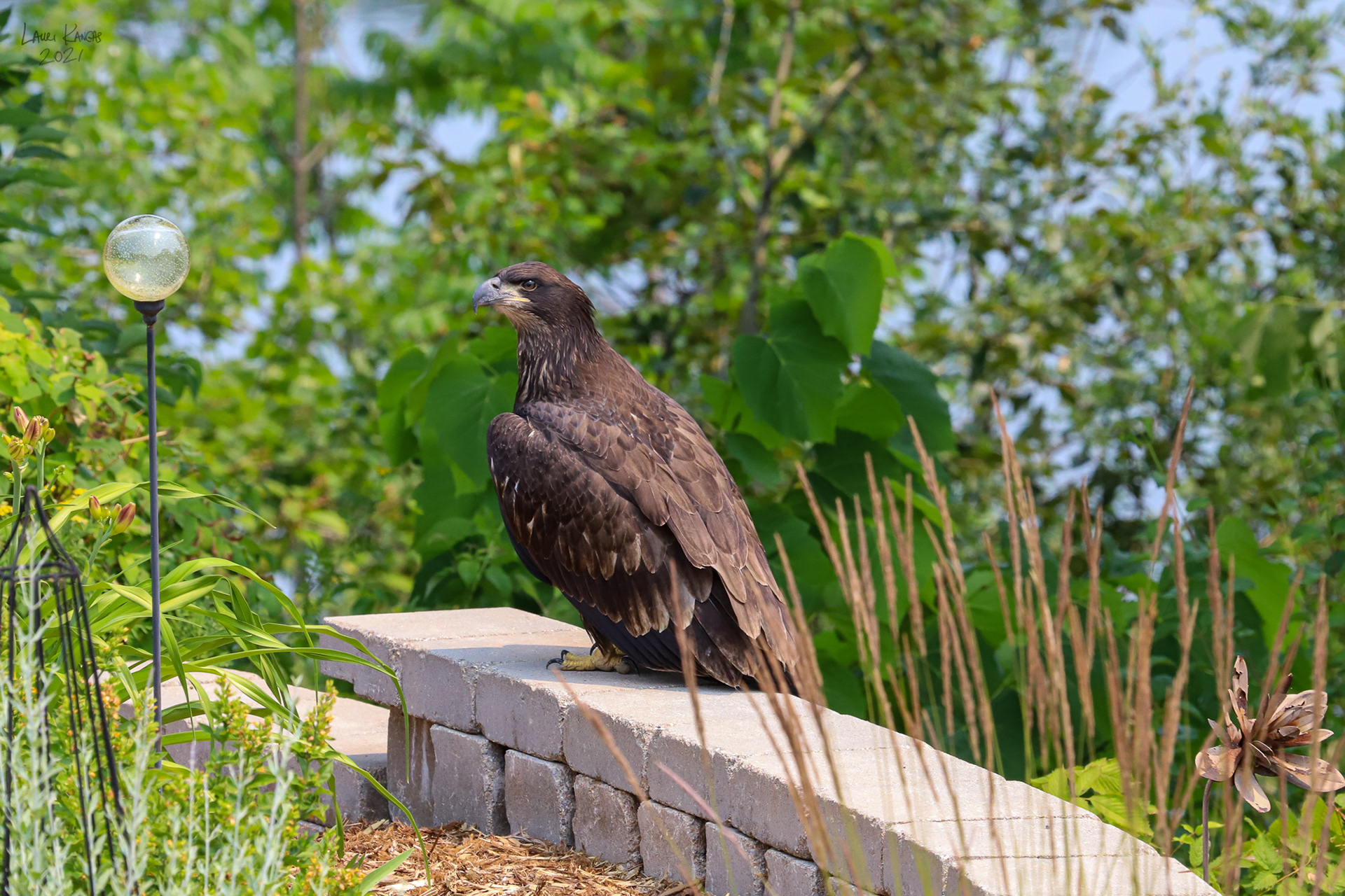 Recently Fledged 2021 Immature Bald Eagle - July 17, 20211