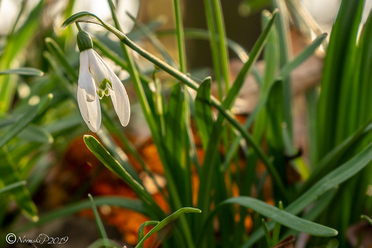 Snowdrop