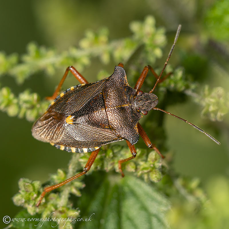 Forest Shield Bug - Pentatoma rufipes
