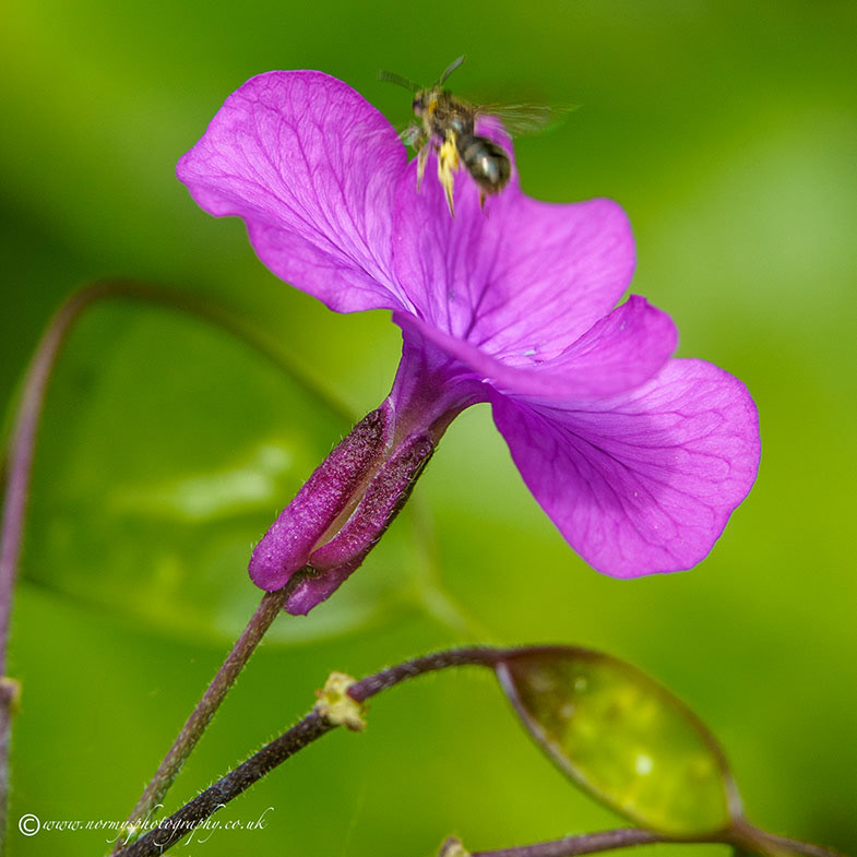 Common Furrow Bee
