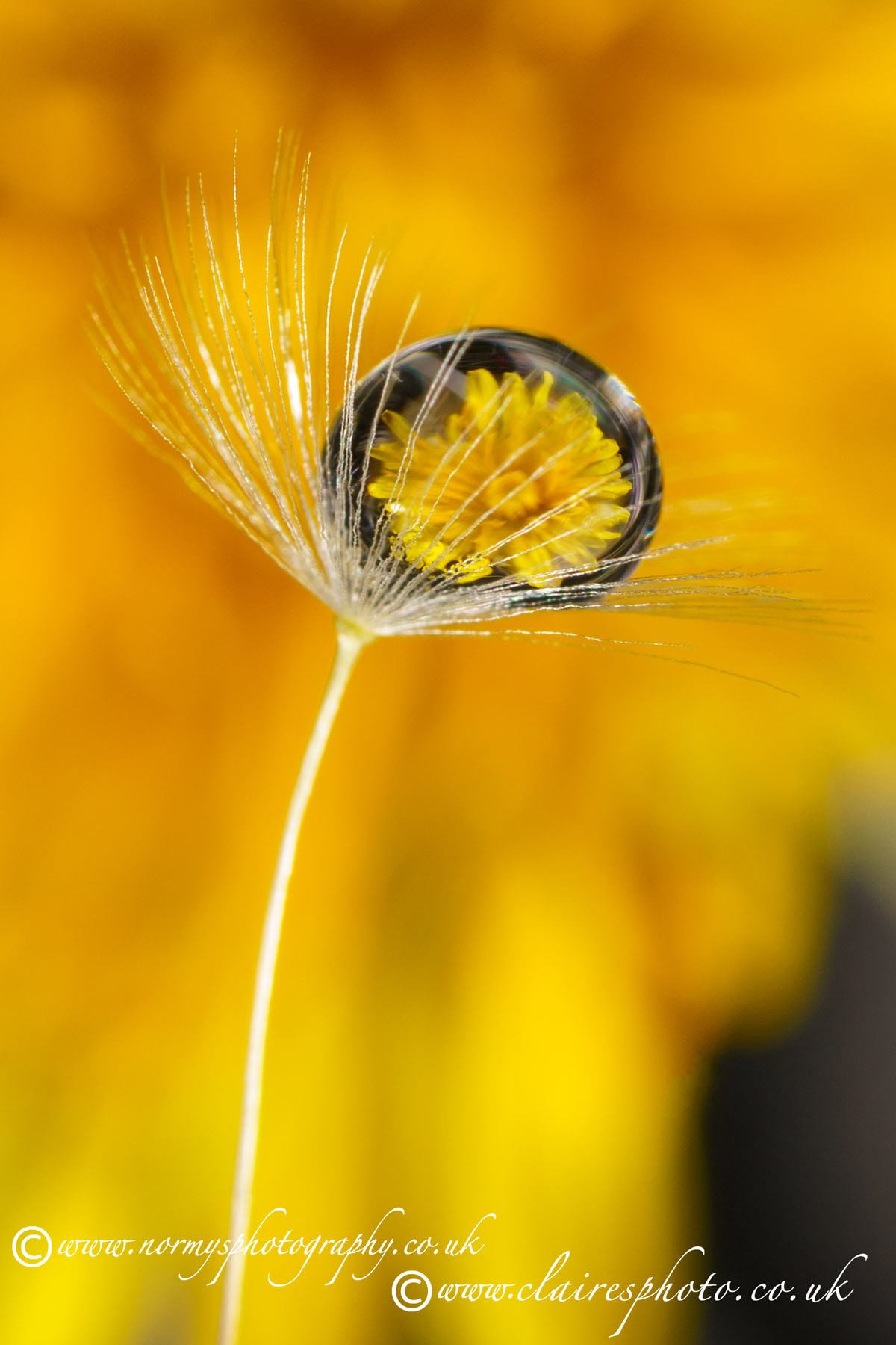 Dandelion refracted