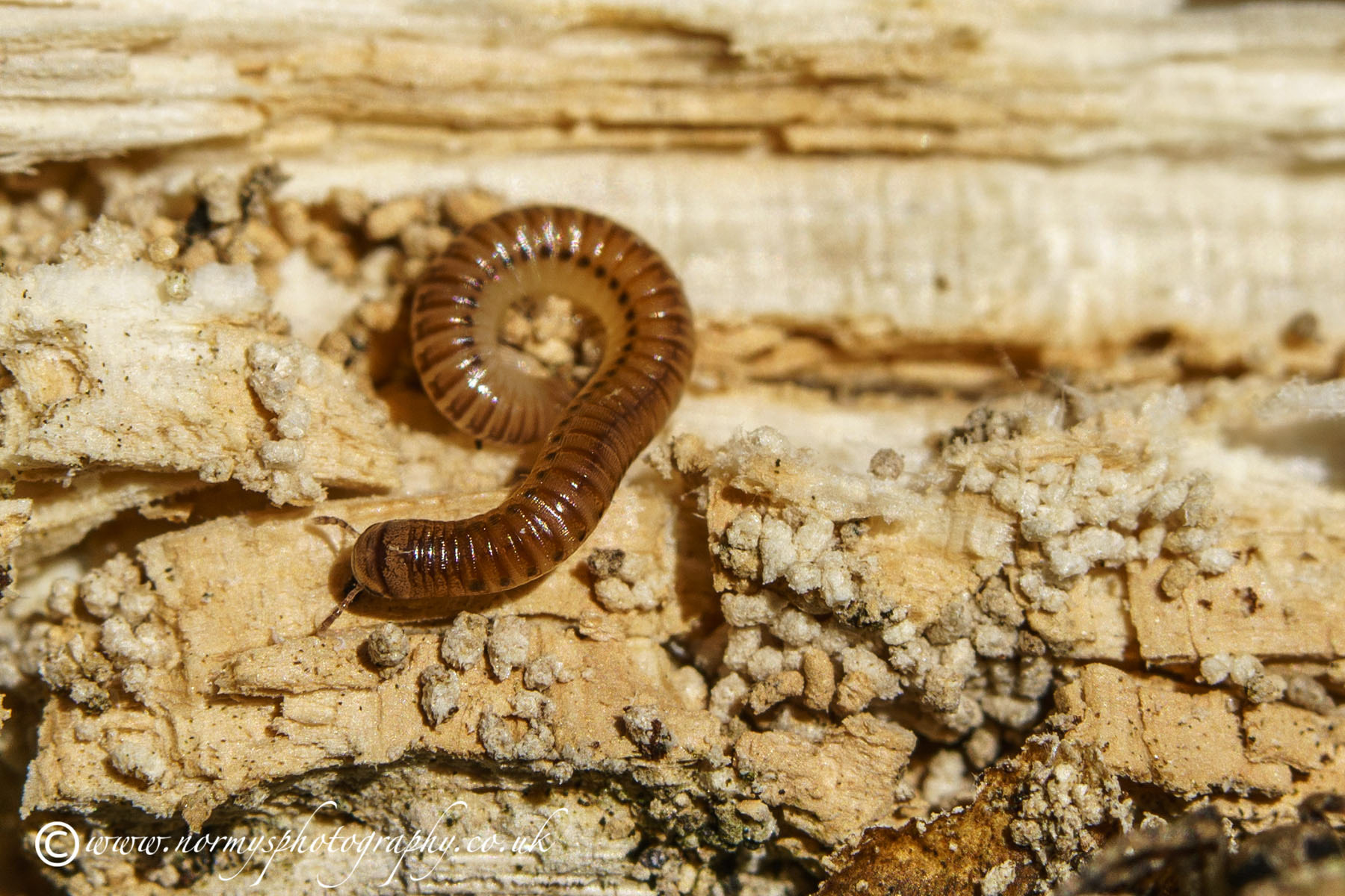 Blunt-tailed Snake Millipede - Cylindroiulus punctatus