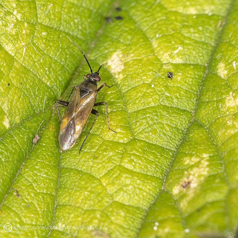Deraeocoris flavilinea