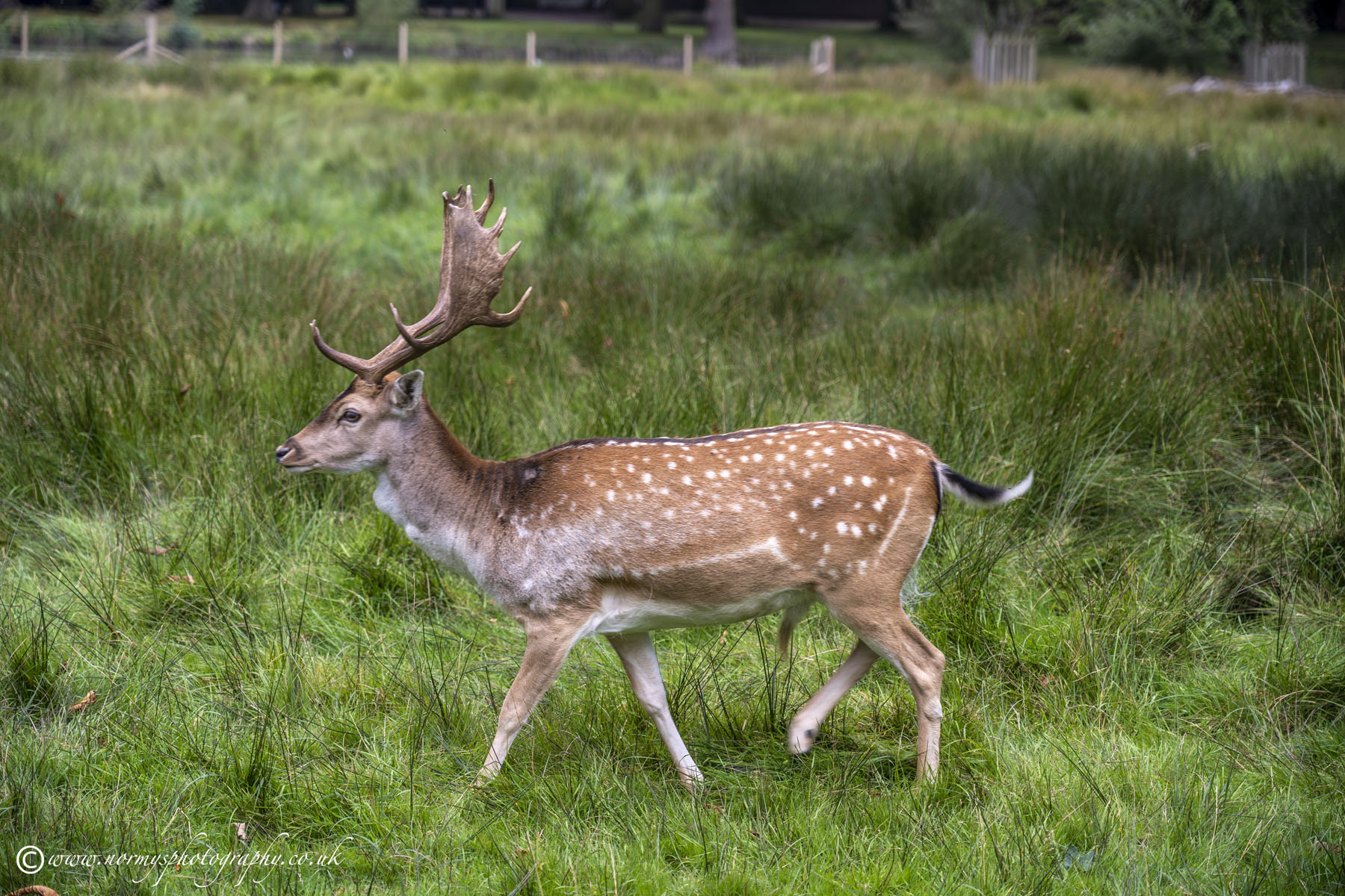 Oh Deer