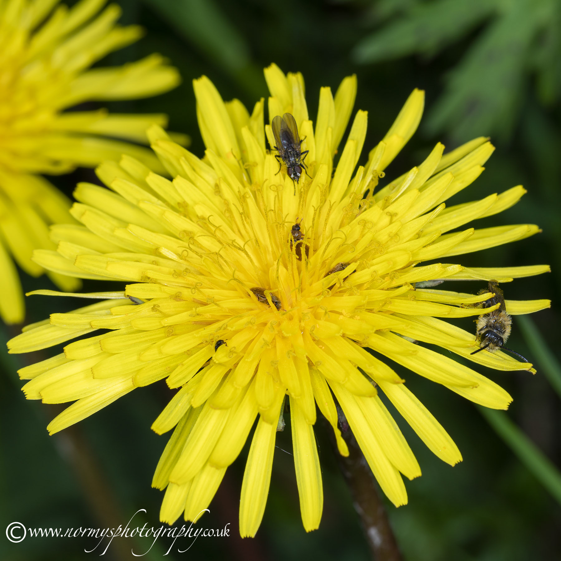 Dandelion PLUS !