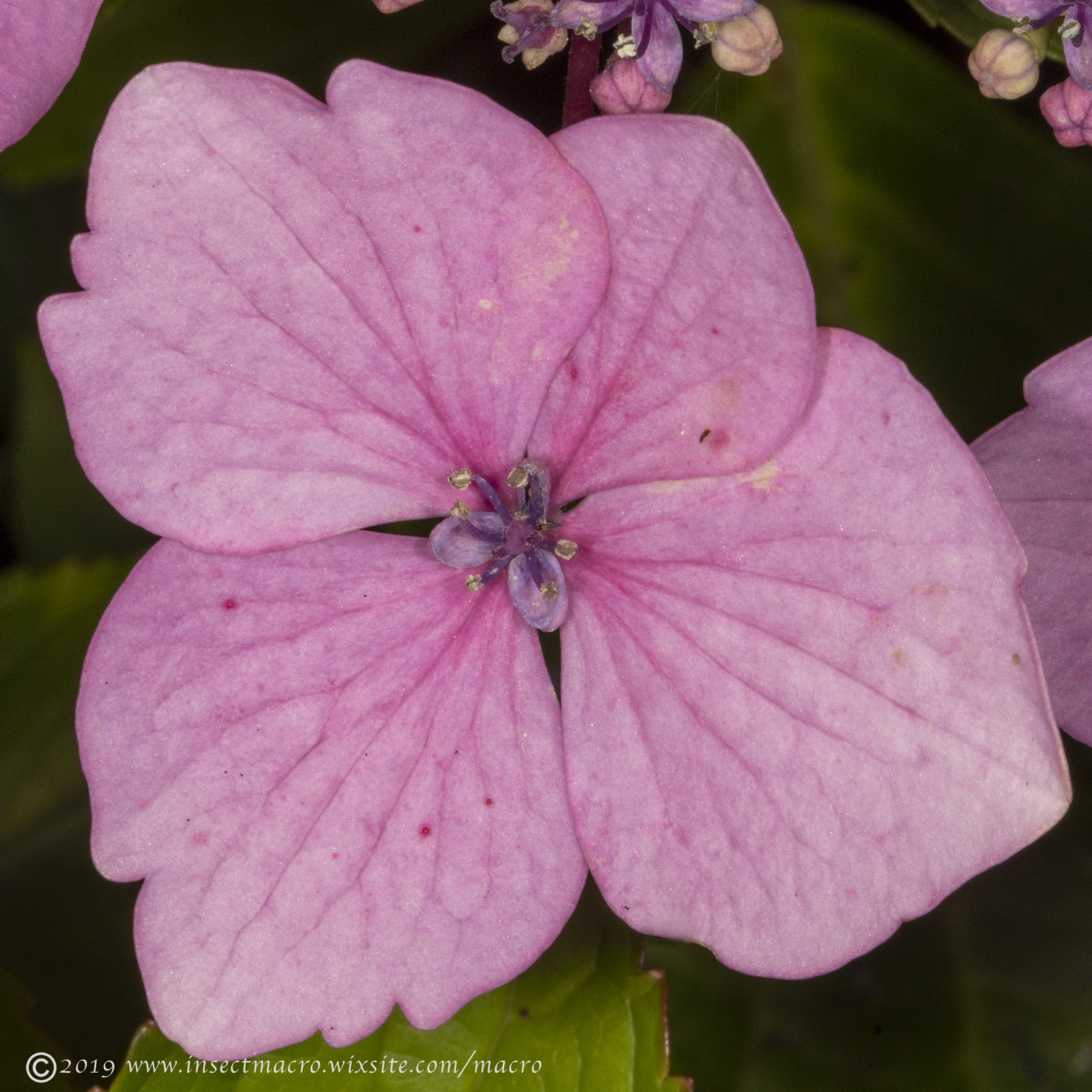 Lace cap flower