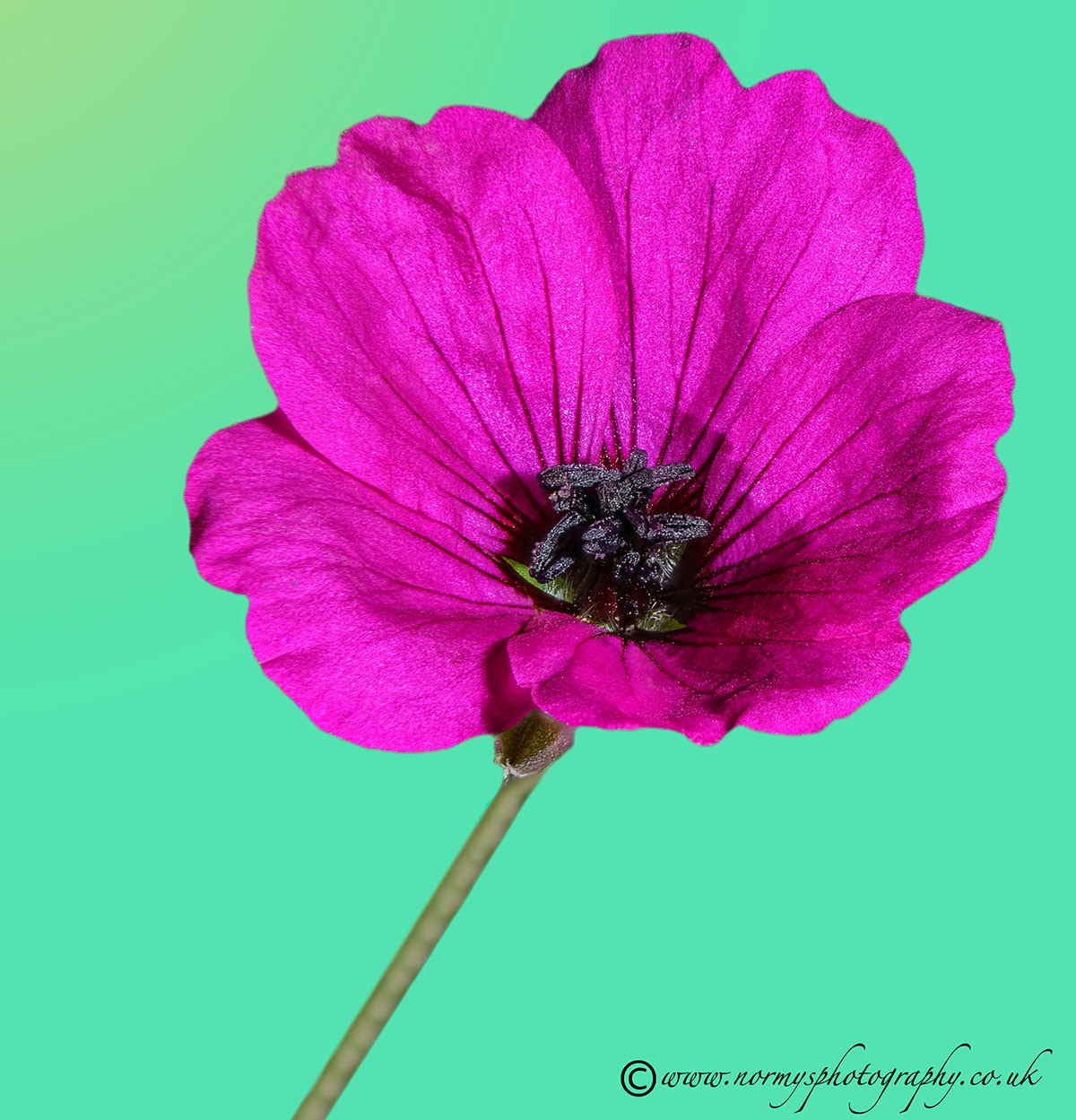 Perennial Geranium Patricia