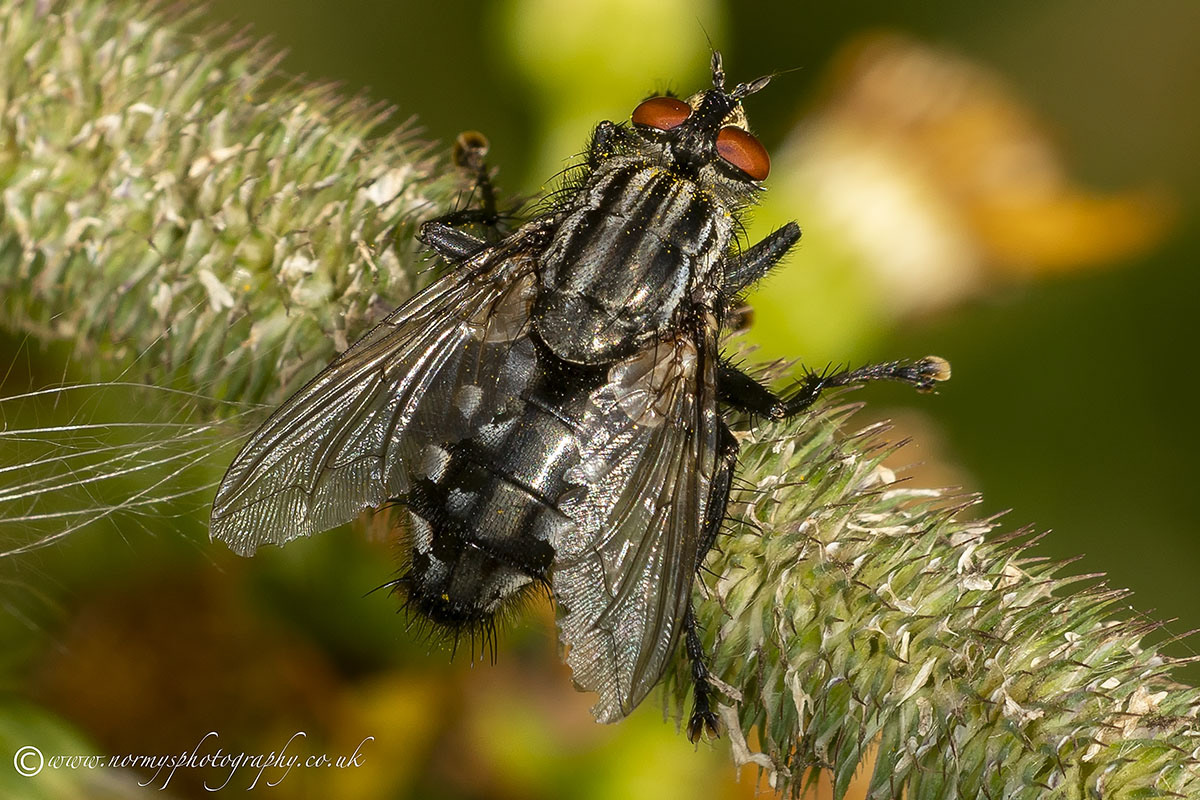 Musca Domestica - House Fly