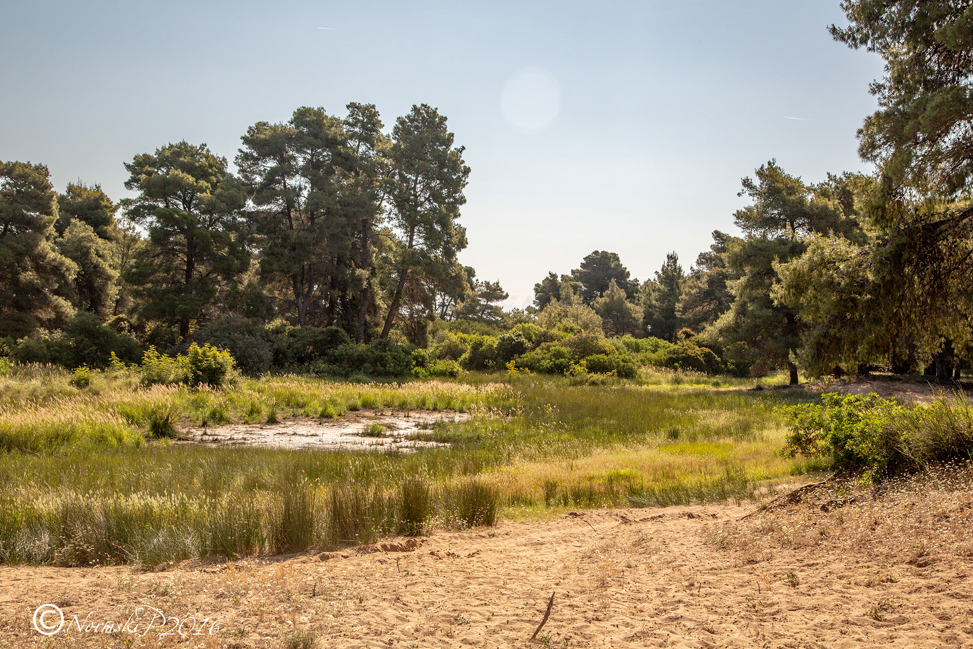 The wetlands