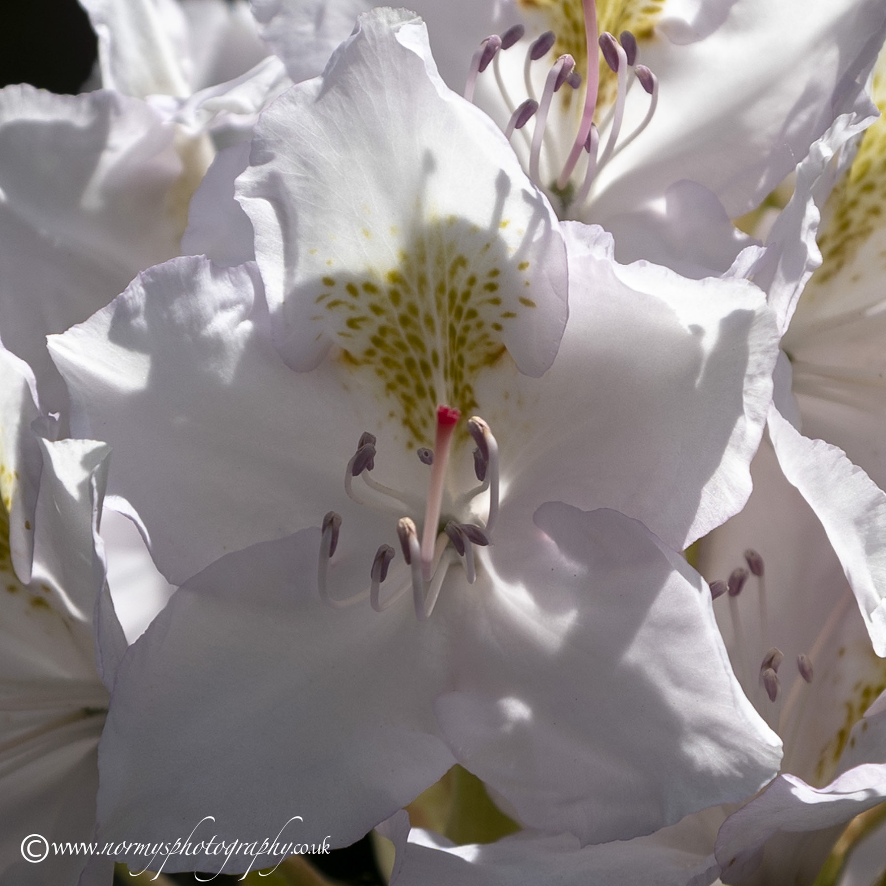 Rhododendron White§