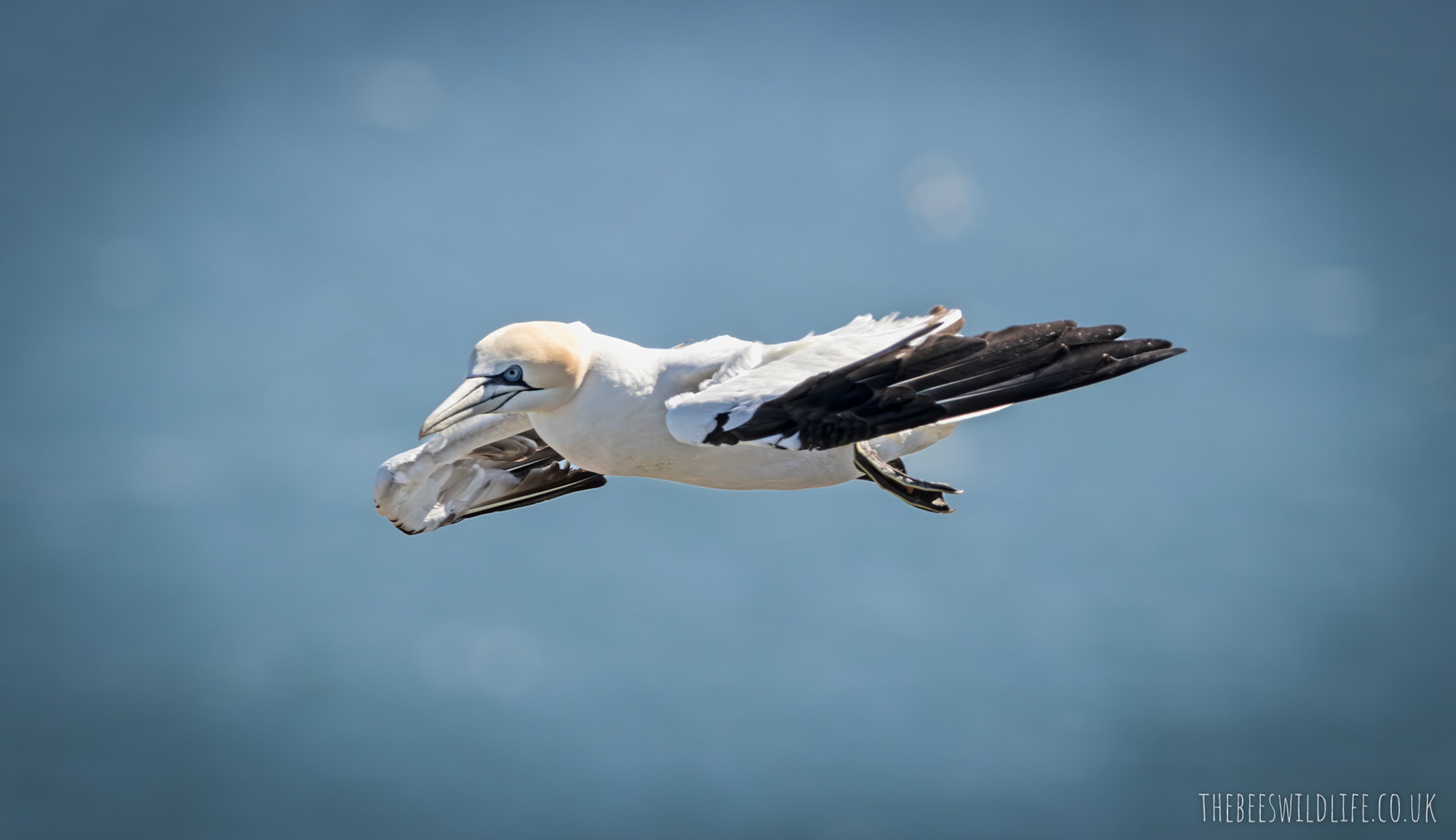 Ganet Hovering over Bempton Cliffs