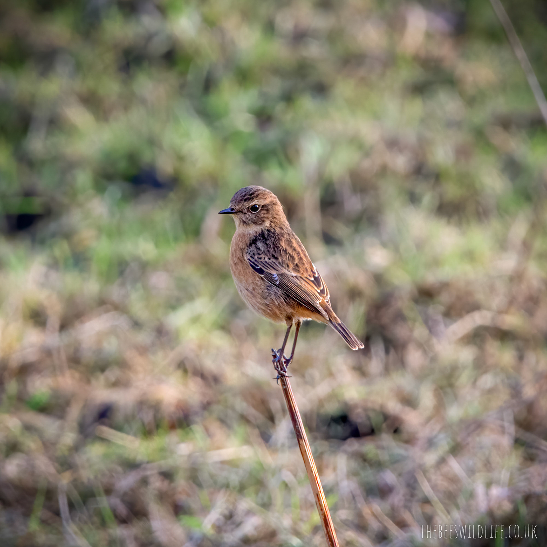 Female Stonechat