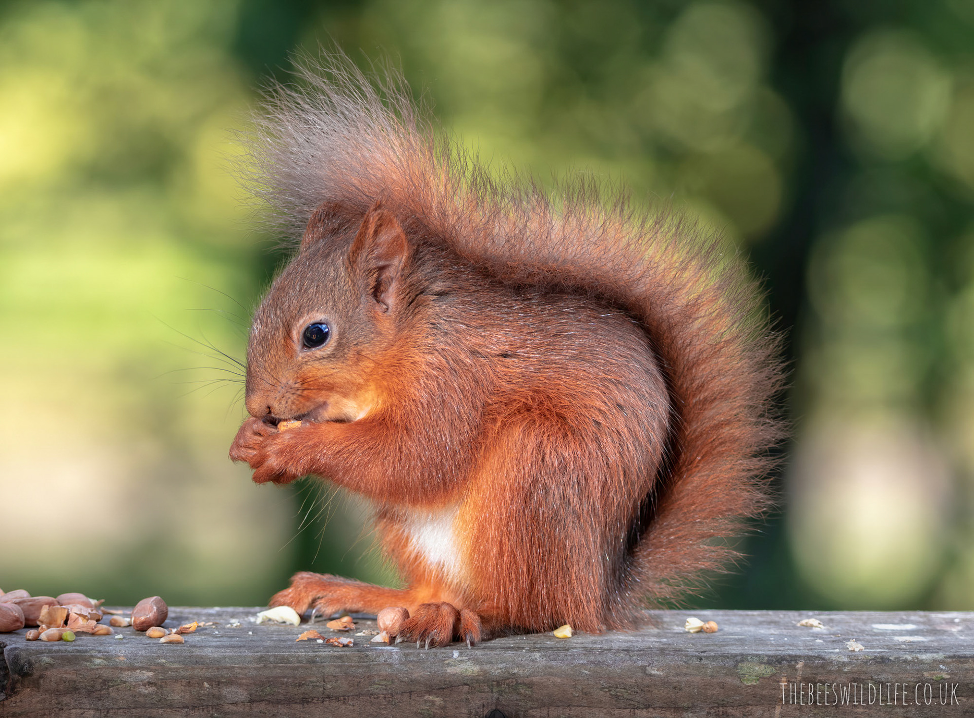 Red Squirrel