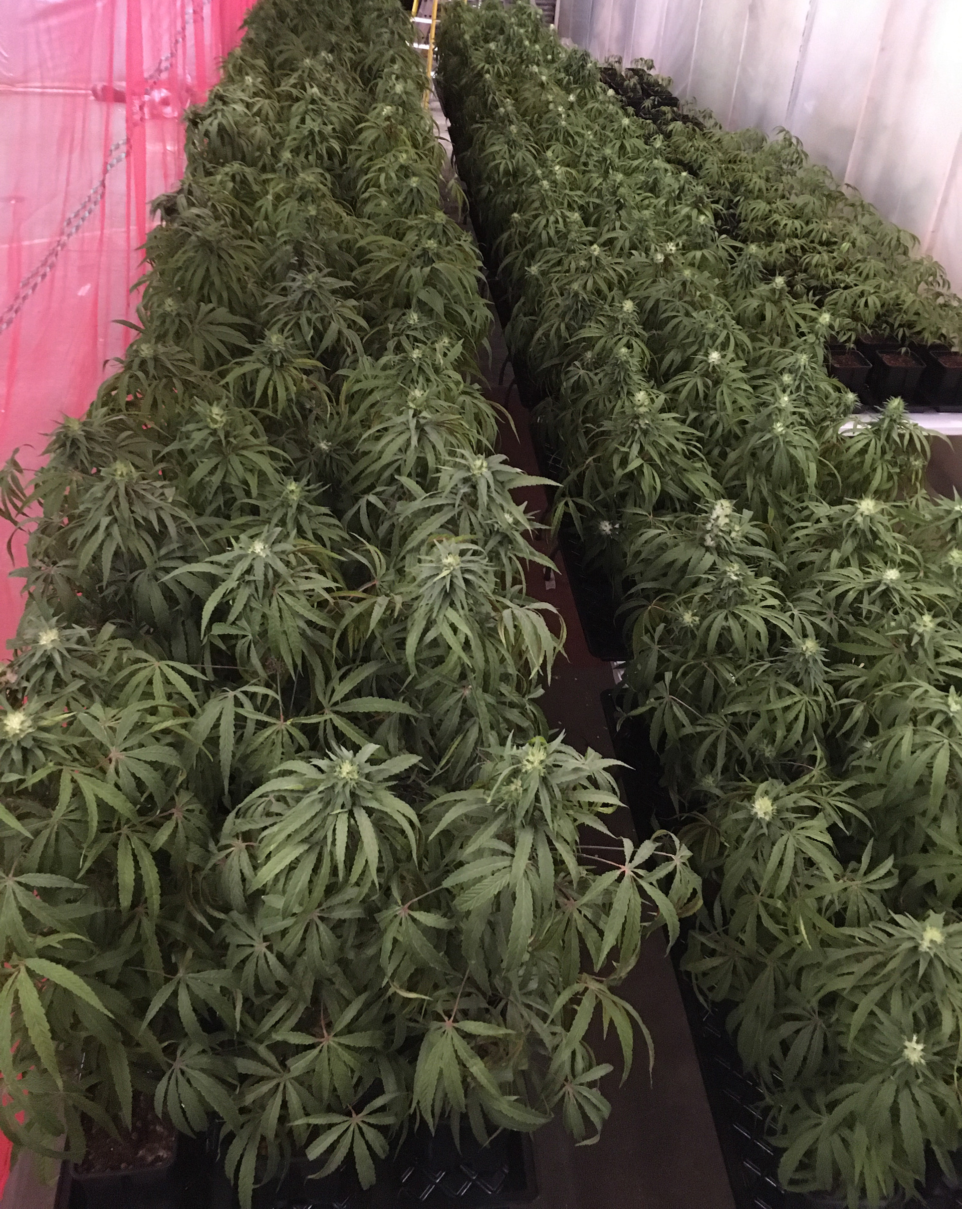 SATIVA CLONES 4ft & HERO SATIVAS 3ft